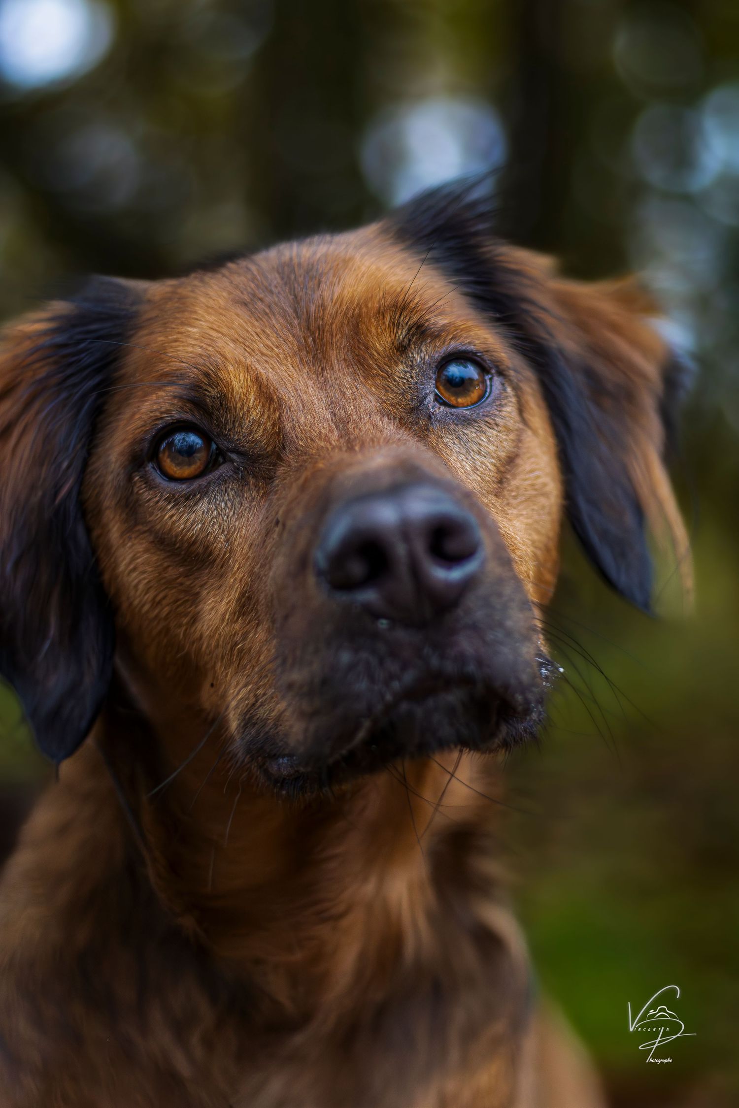 Close-up portrait of a brown mixed breed dog's face showing expressive eyes and nose.