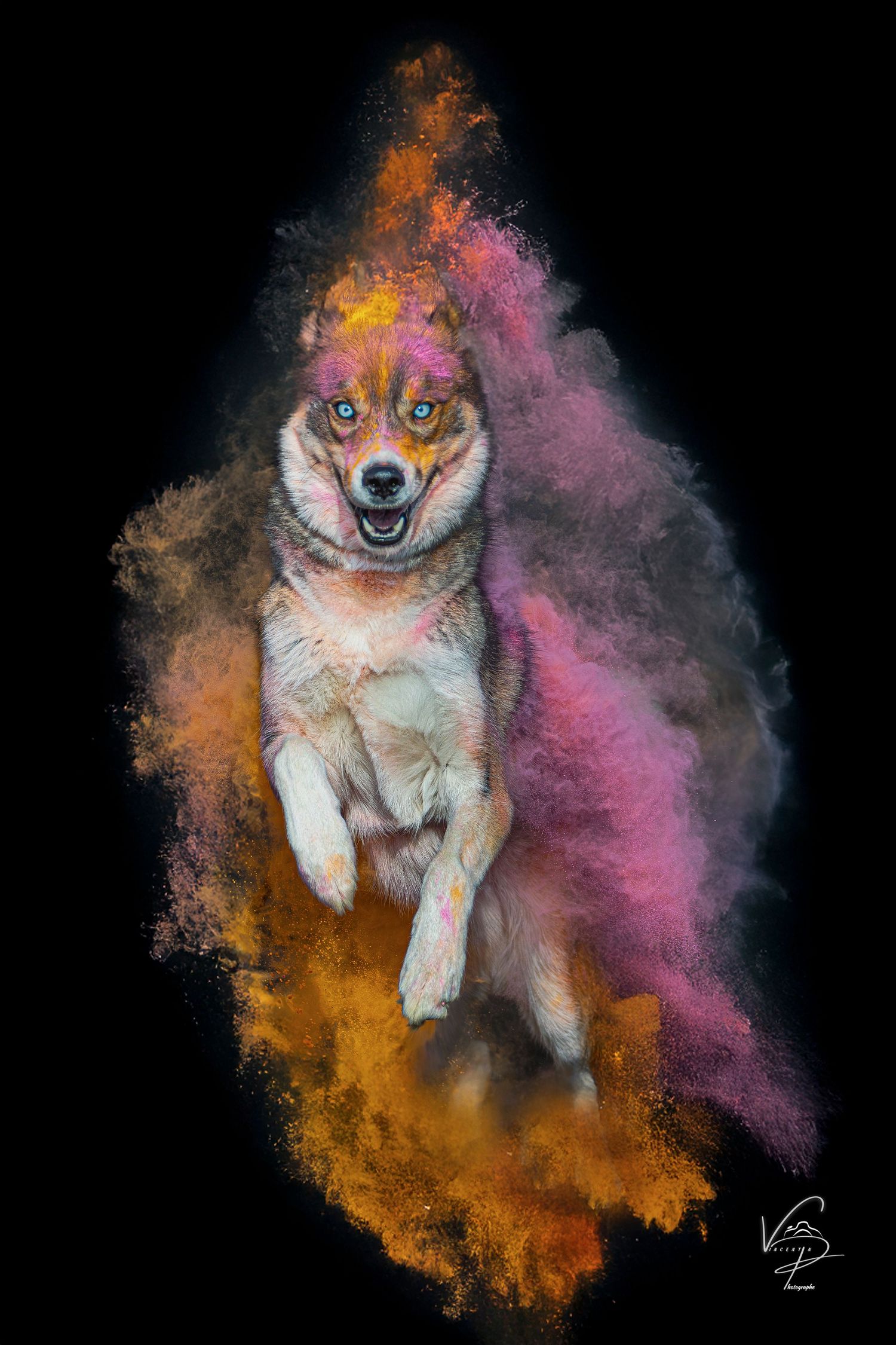 A Shiba Inu dog leaps through colorful orange and pink powder clouds against a black background.
