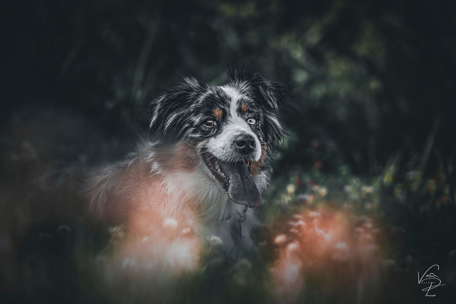 Atmospheric dark portrait of a dog's face partially visible in moody lighting.