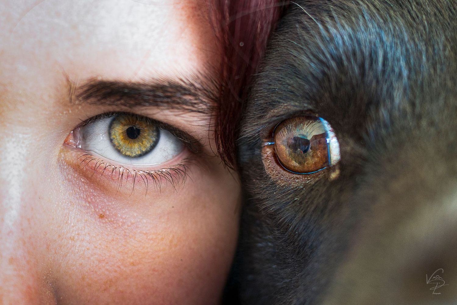 Artistic macro shots of different colored eyes showing intricate iris details.