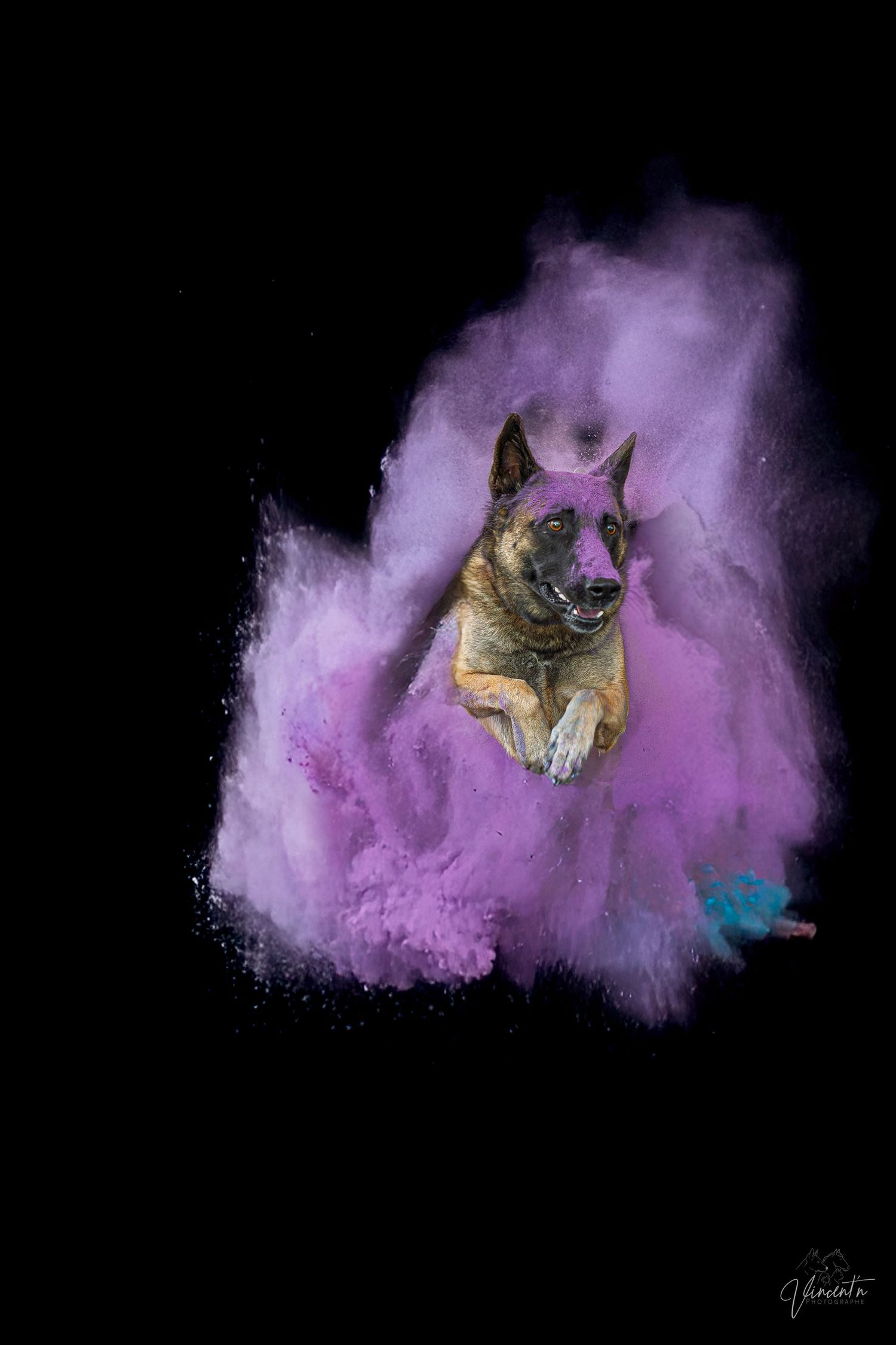 Cat leaping through purple powder cloud against dark background.
