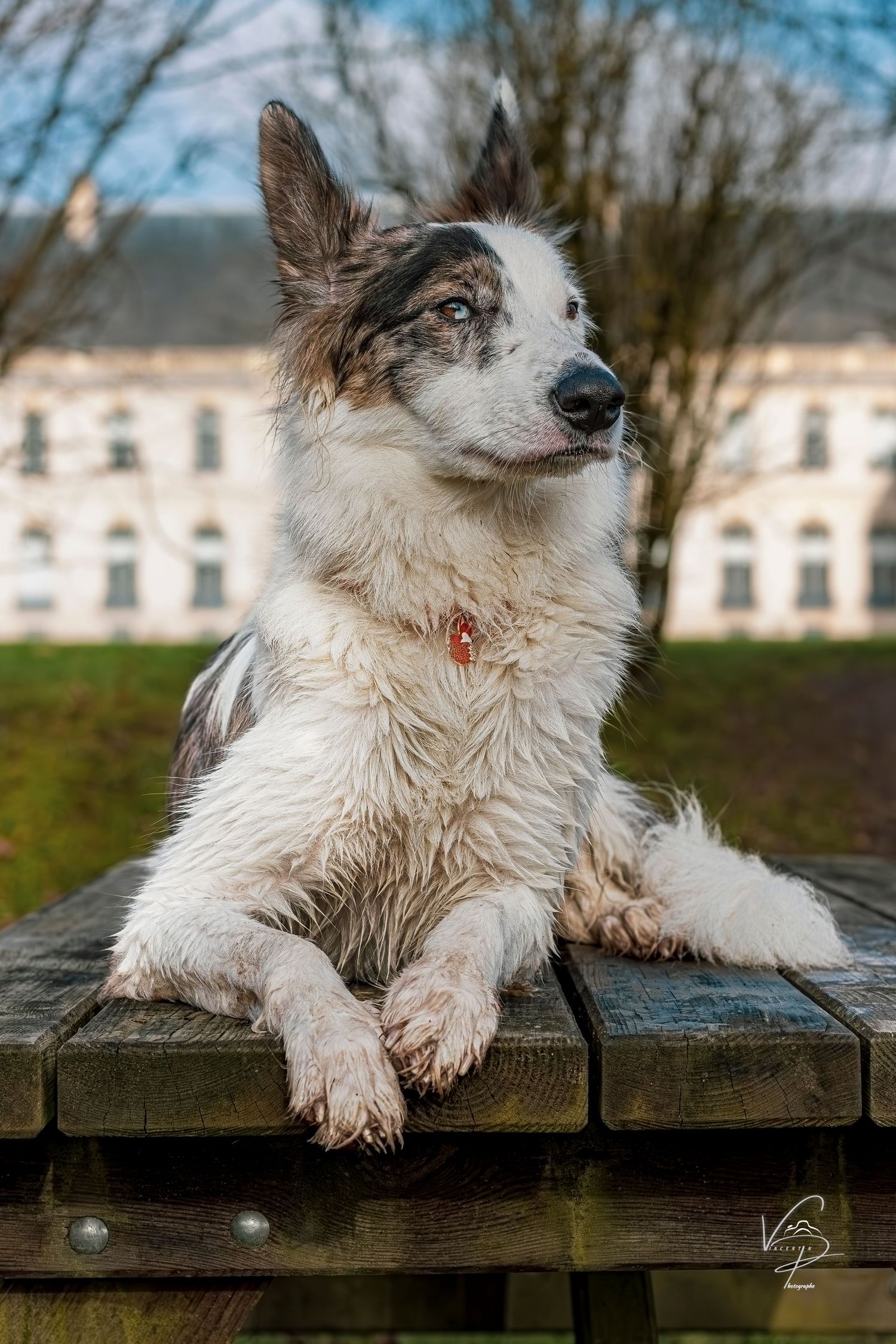 Australian Shepherd dog relaxing on wooden deck with building in background.