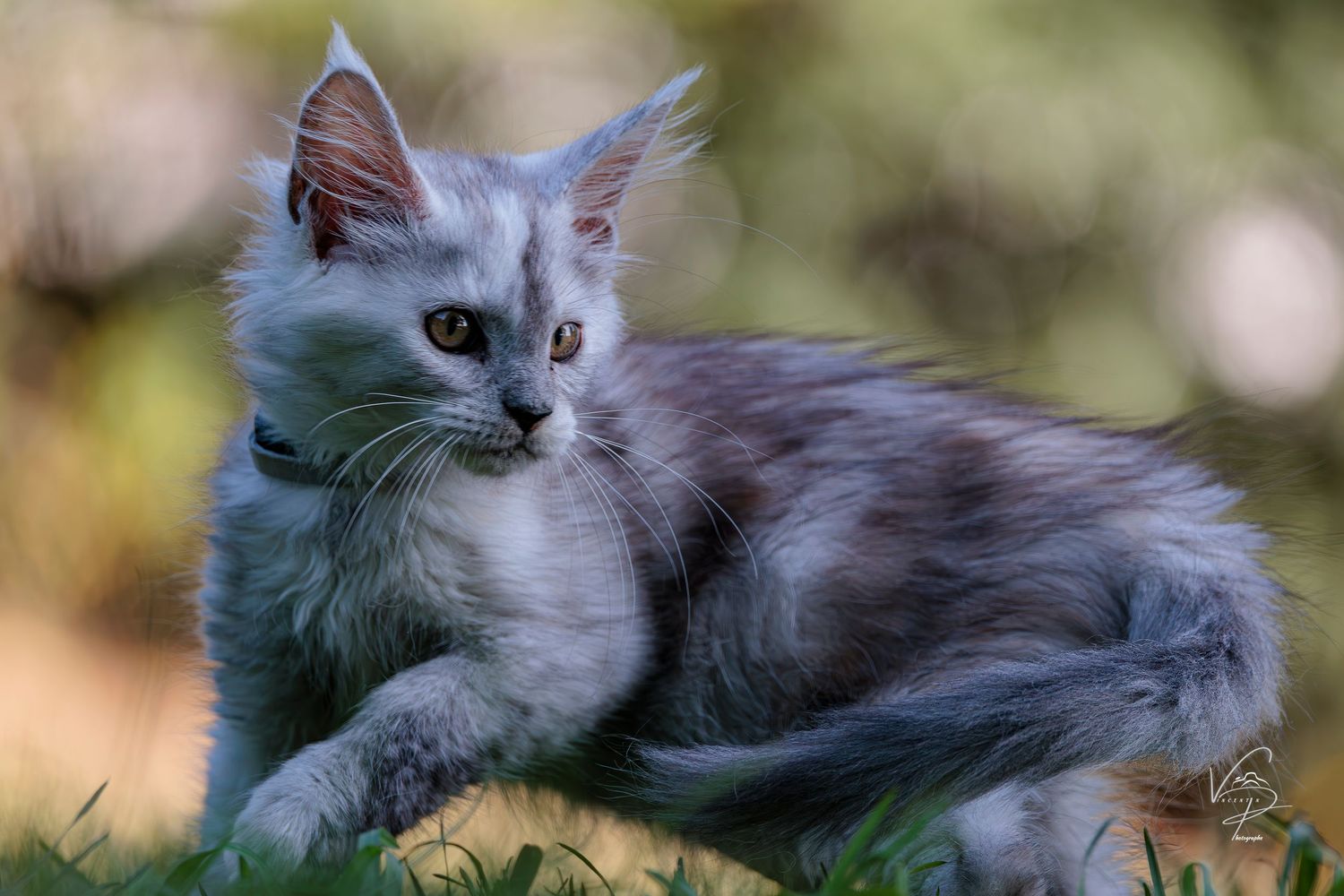 Gray cat lounging in grass with soft focus natural lighting.