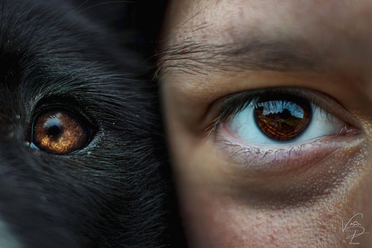 Panoramic collection of eyes showing diverse colors from blue to brown in dramatic lighting.