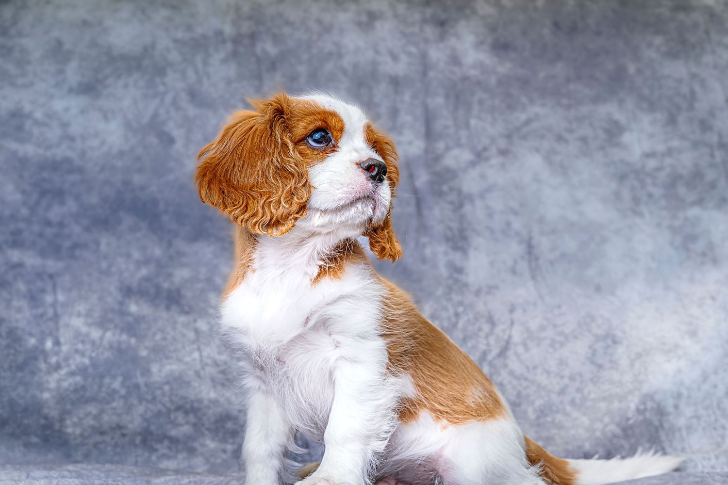 Cavalier King Charles Spaniel dog shown in progressive motion sequence against gray background.