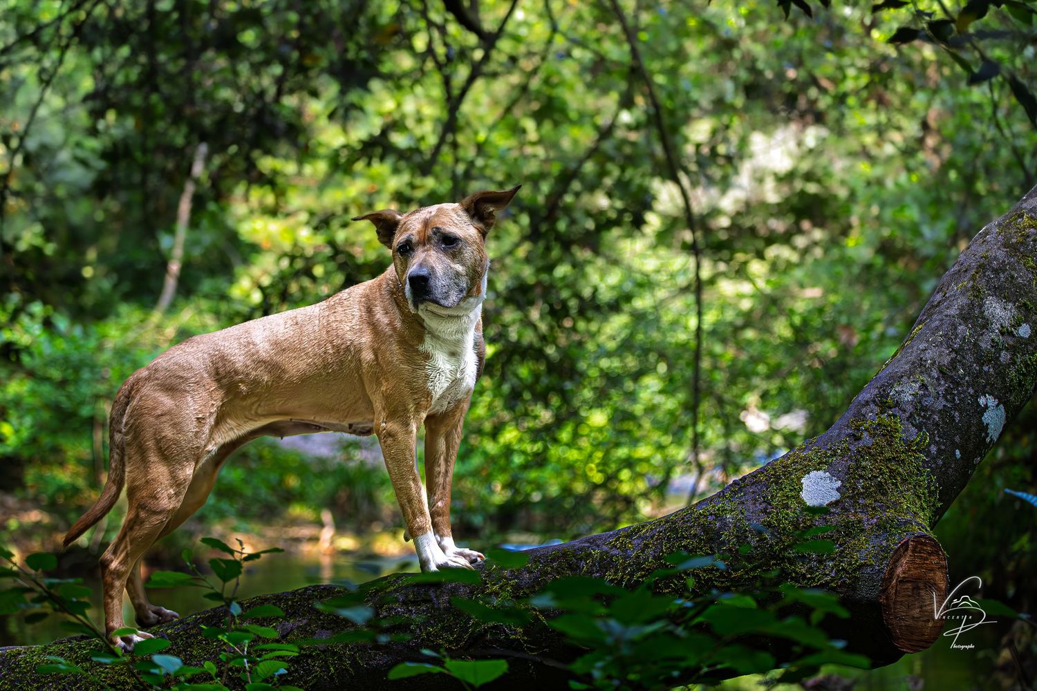 Brown dog standing alert in lush green garden setting.