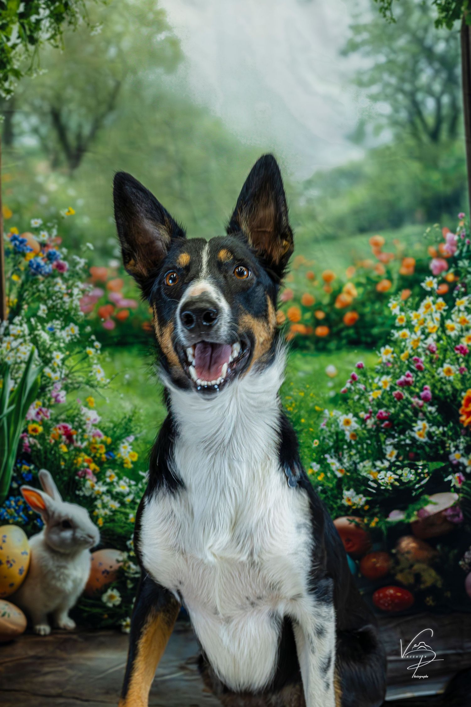 Tricolor dog smiling in garden surrounded by colorful flowers.