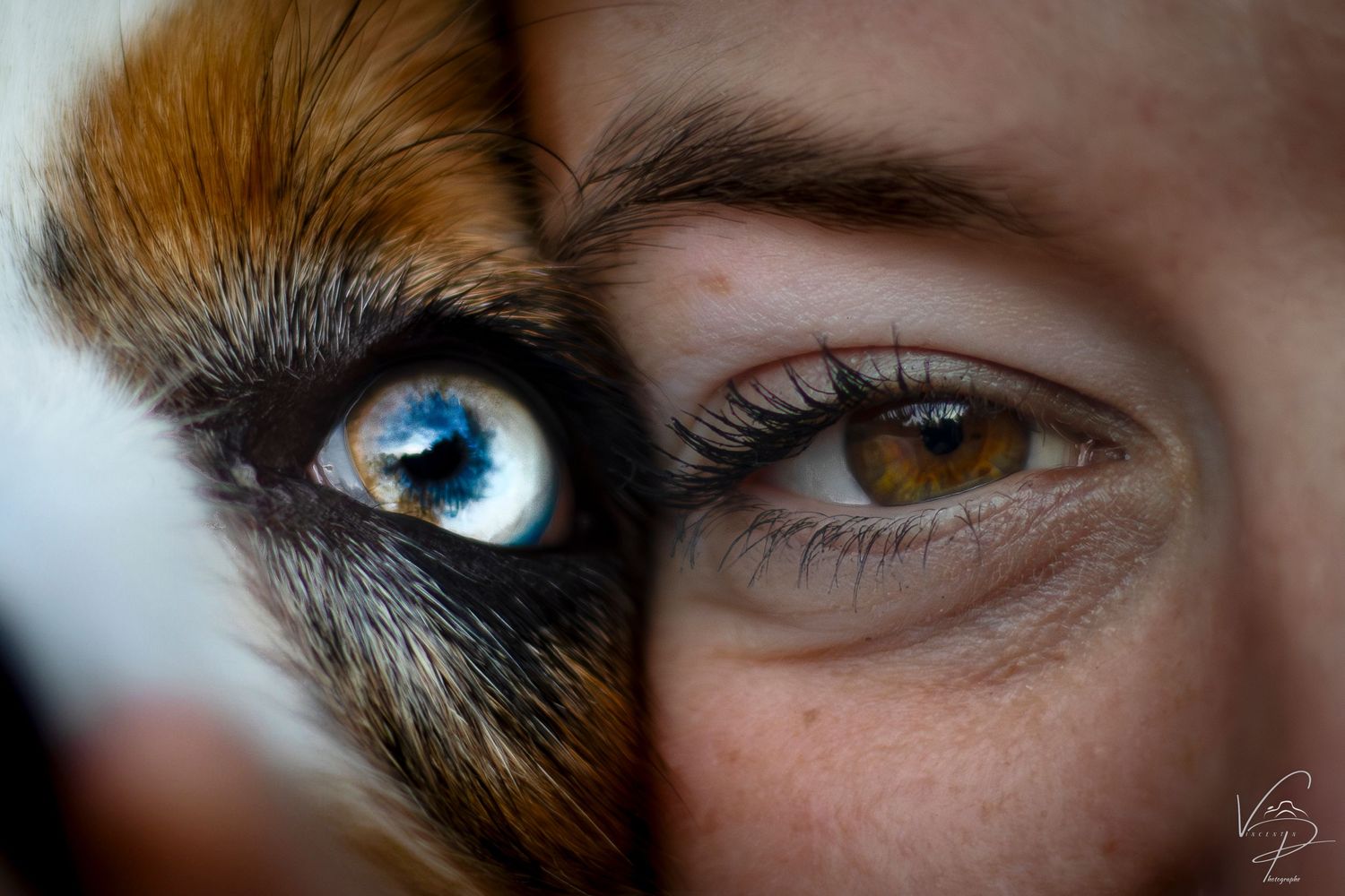 Extreme close-up of blue and brown human eyes with detailed irises and eyelashes.