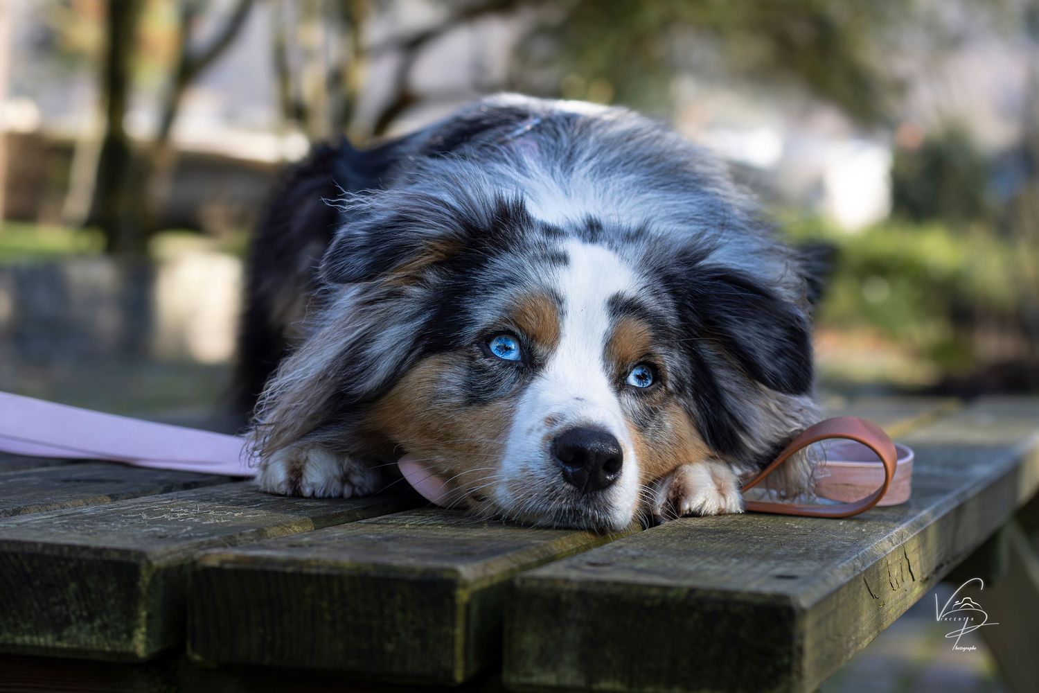 A border collie dog peers through wooden slats with bright blue eyes.
