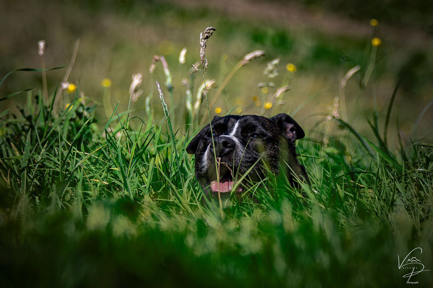 French bulldog puppy playing in lush green grass on a sunny day.