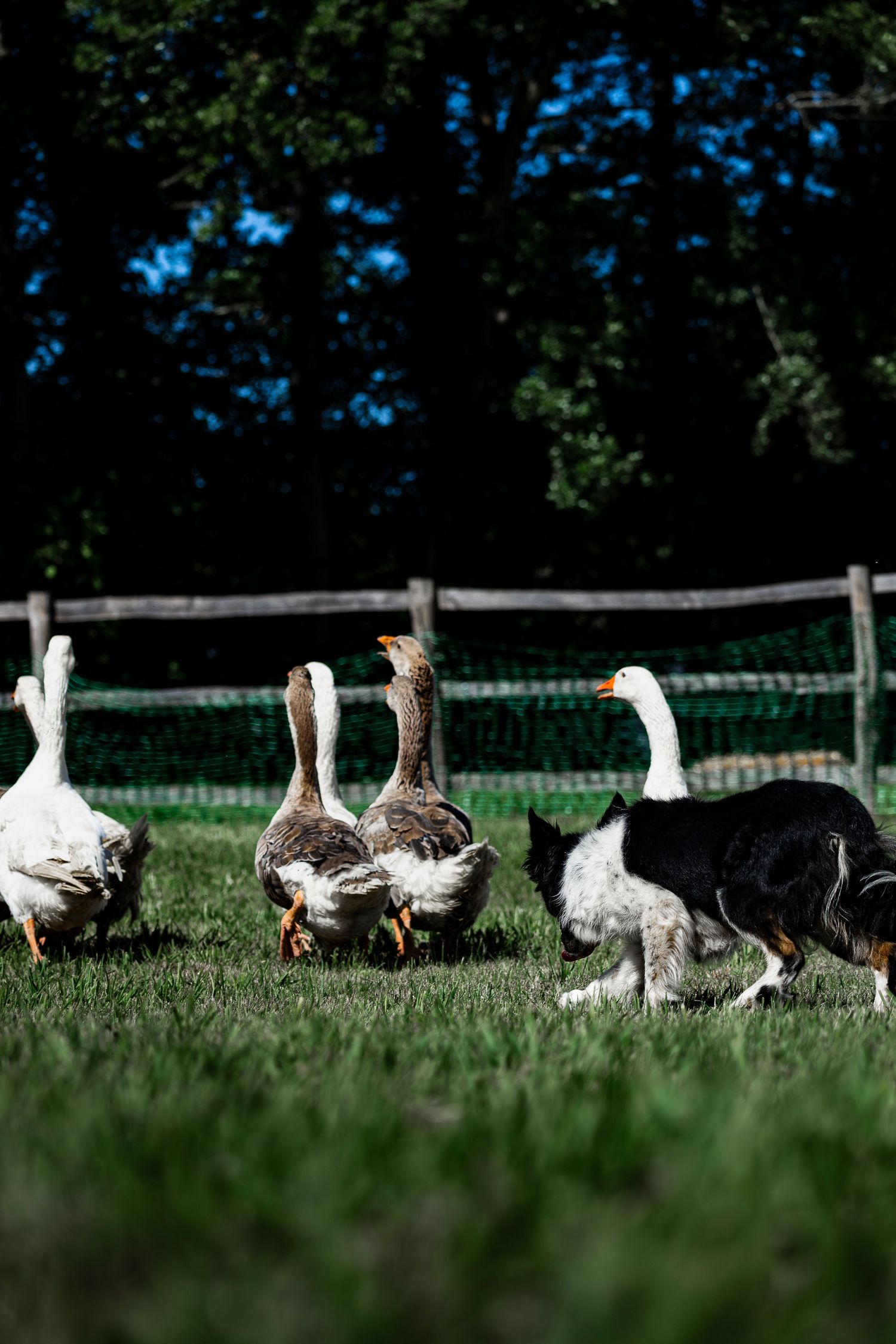 A border collie herding white and brown geese across a green pasture with a wooden fence and trees in the background.