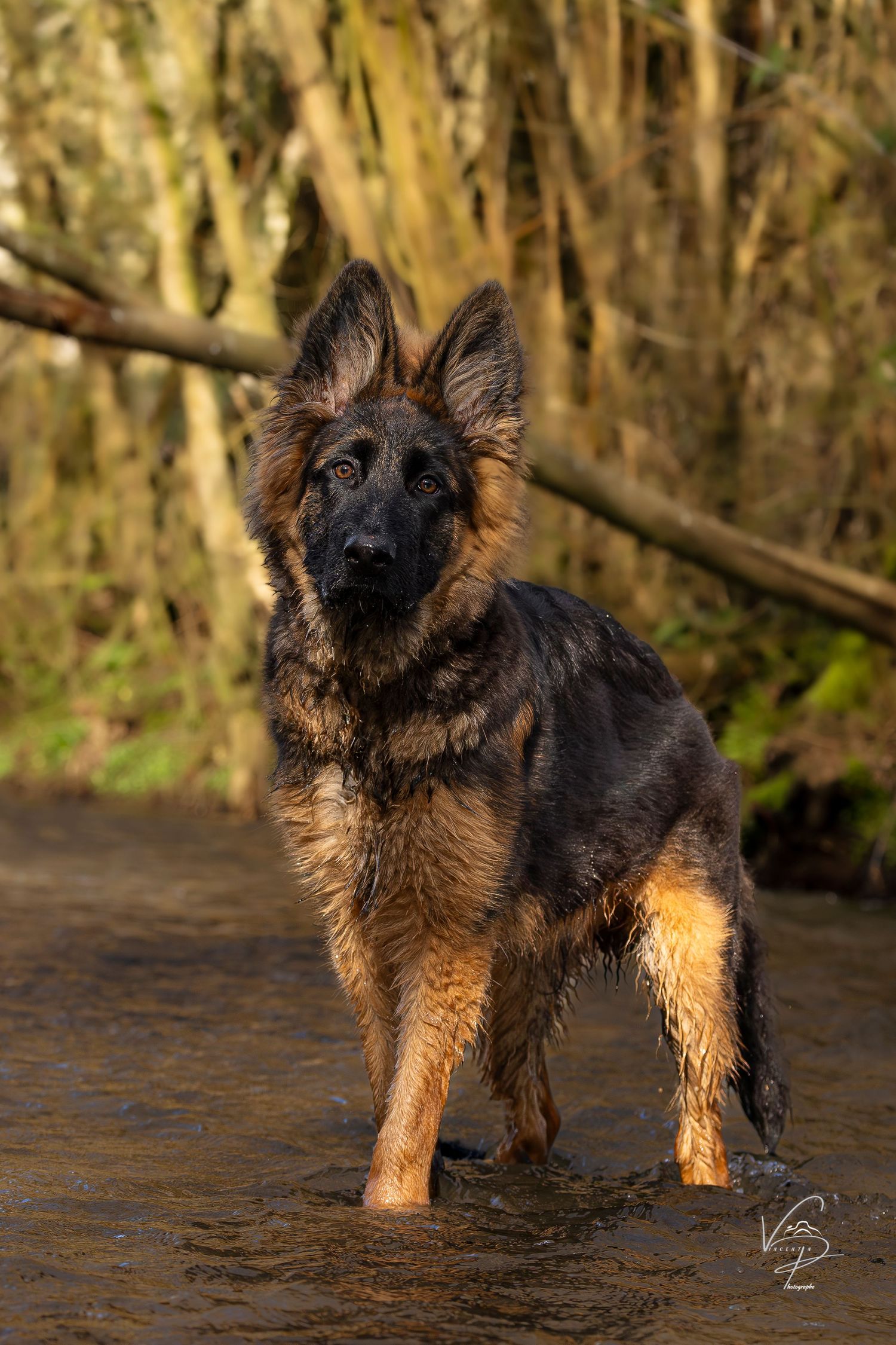 A wet German Shepherd puppy stands alert in a wooded area with water droplets in its fur.