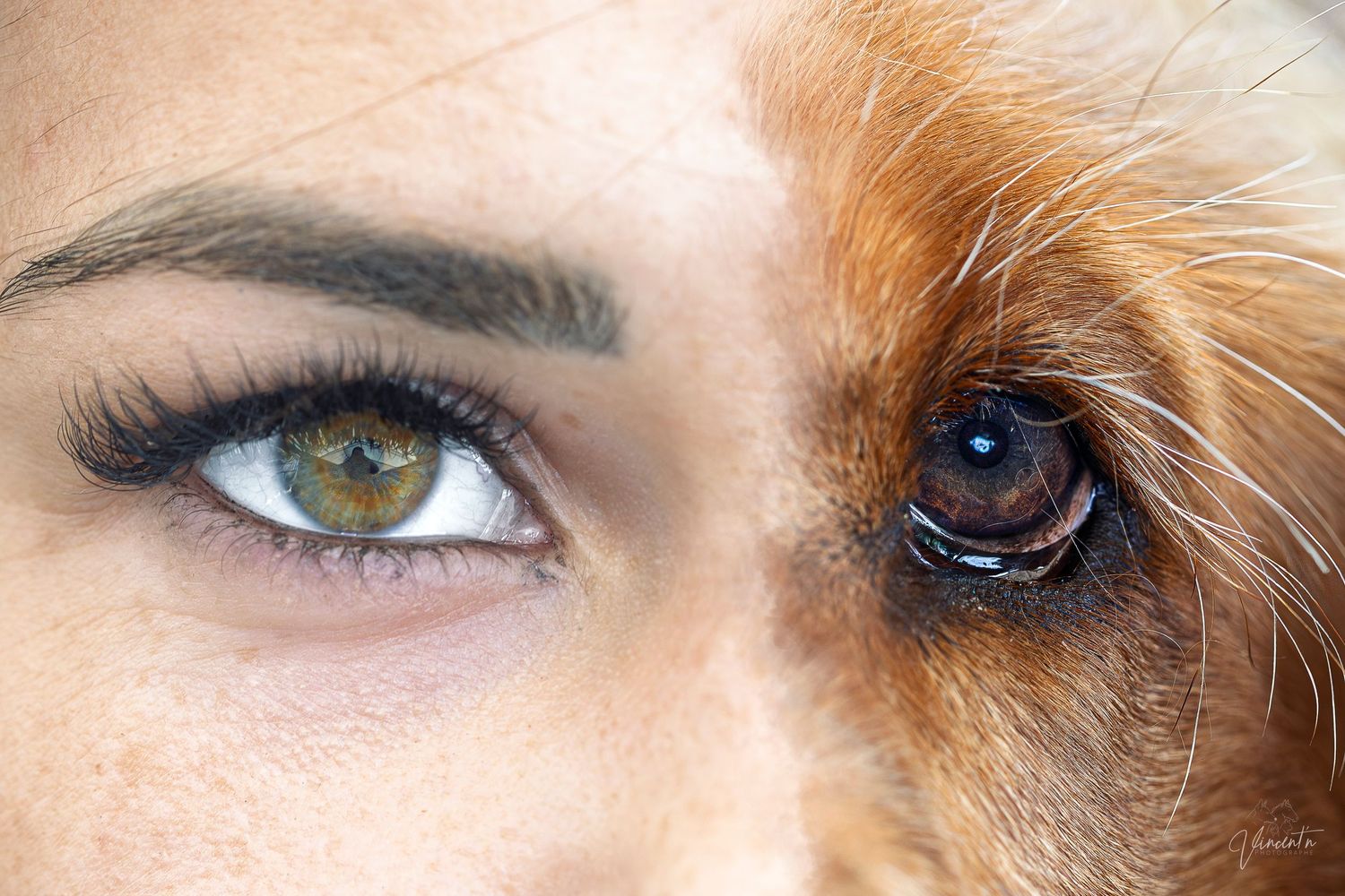 Artistic series of eye close-ups showing different colored irises in warm tones.