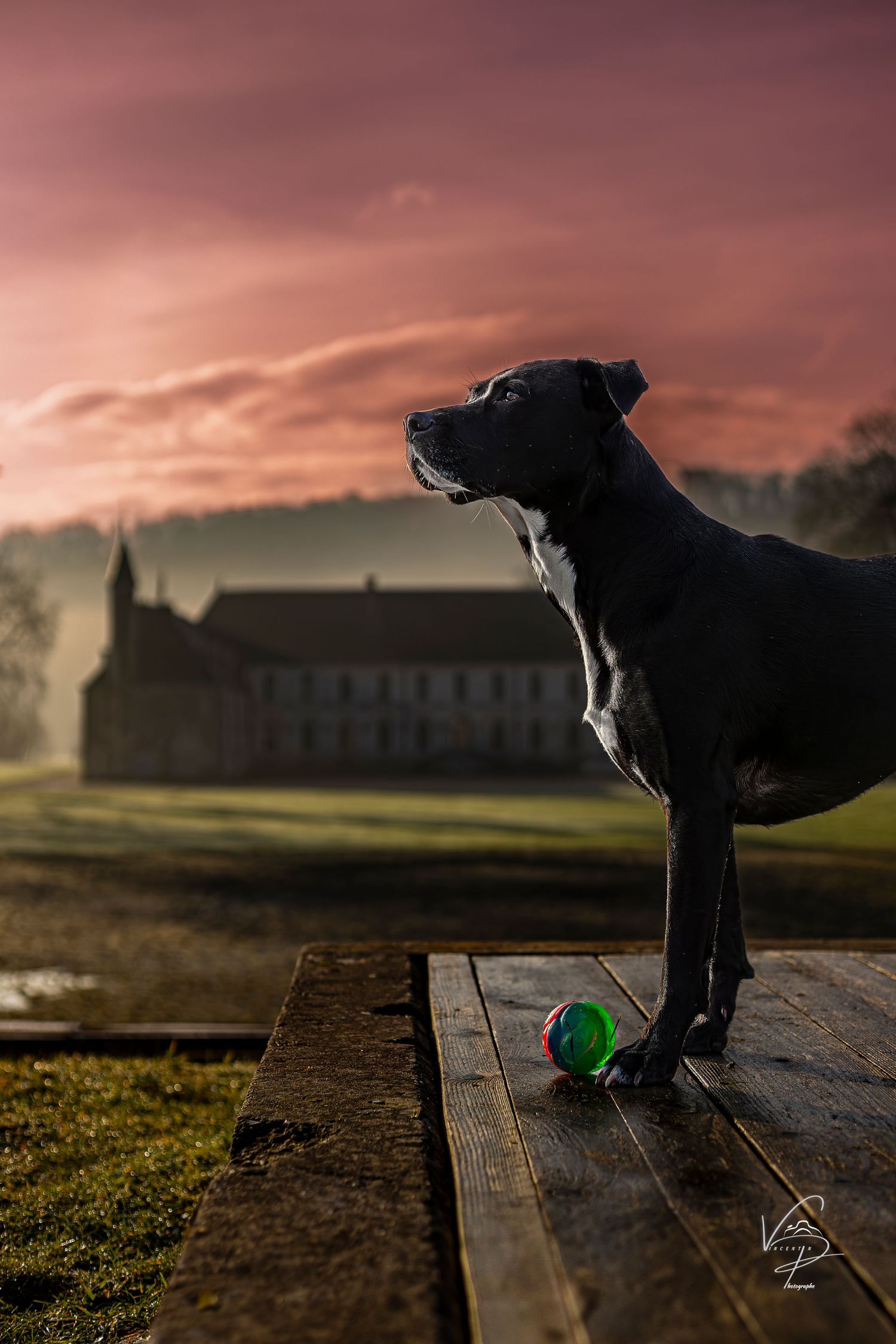 Silhouette of dog playing with ball against dramatic sunset and building backdrop.