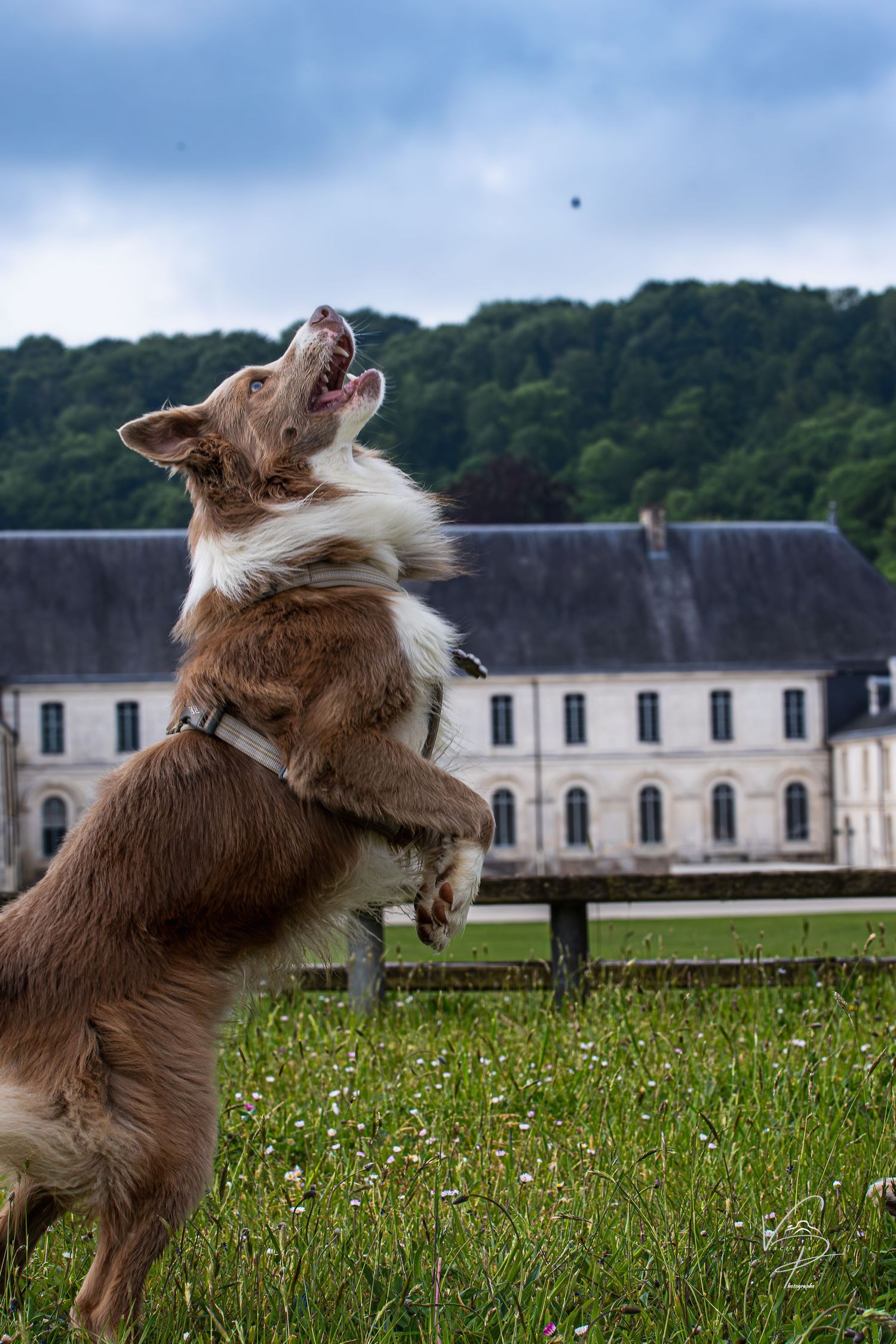 Dog playing and jumping in a grassy field with historic buildings in the background.