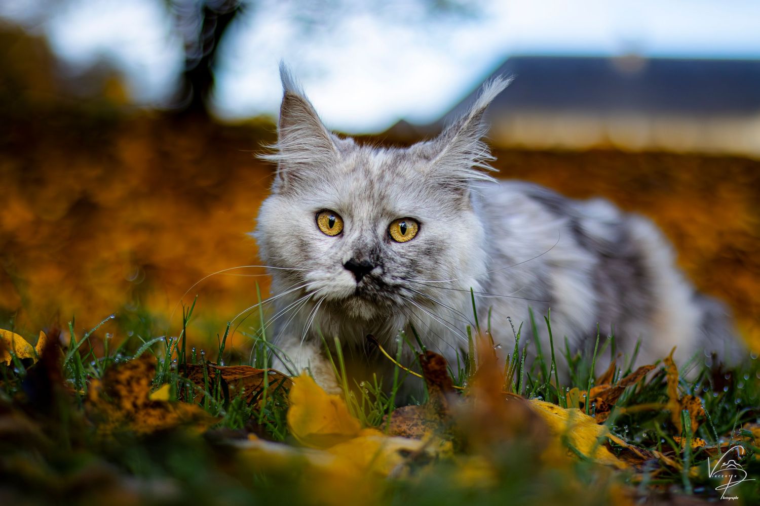 Grey cat with bright yellow eyes peering through autumn foliage.