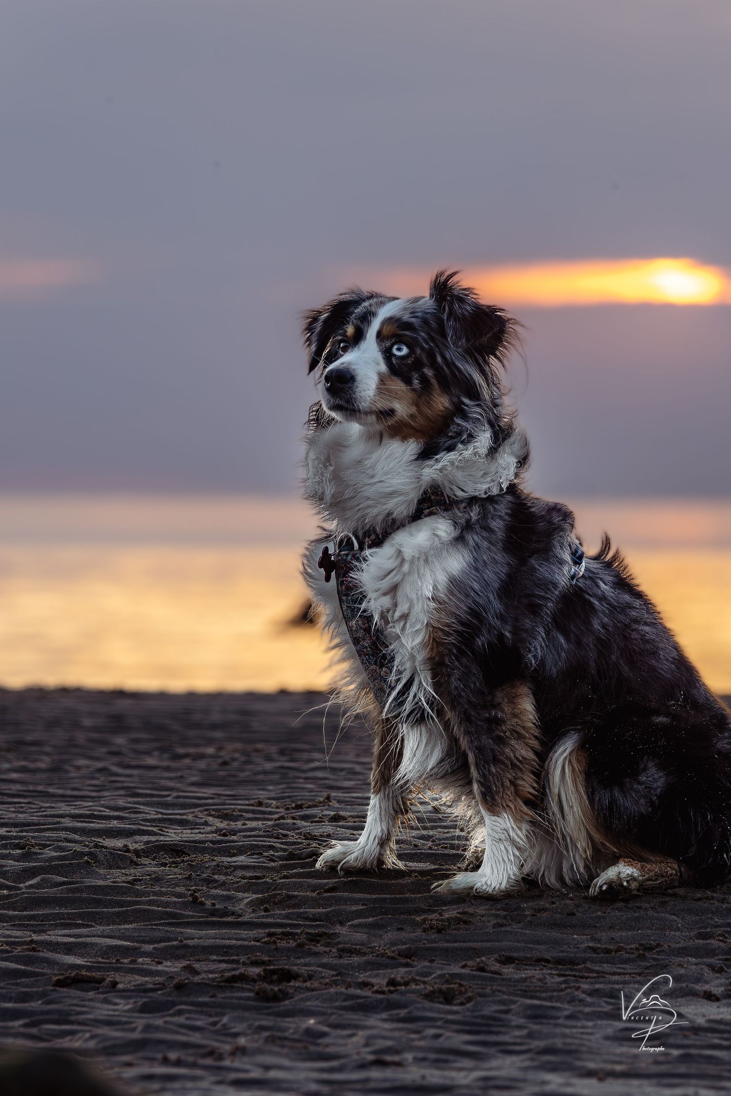 Border collie dogs sitting on beach at sunset with dramatic sky.