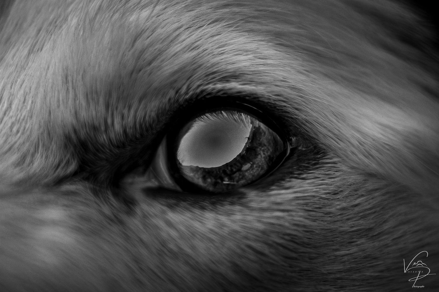Series of black and white close-up photographs of animal eyes with striking detail.