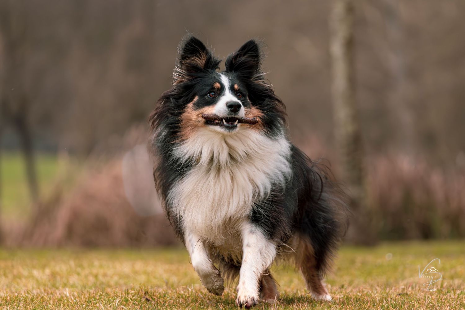 Australian Shepherd dog running and playing in grassy field.