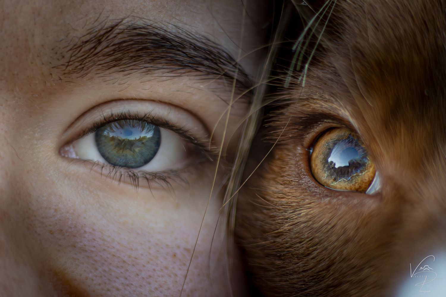 Collection of dramatic eye close-ups showing various iris colors and patterns.