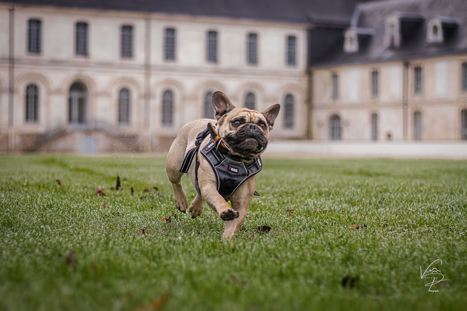 A German Shepherd puppy runs across a manicured lawn in front of a grand historic building.