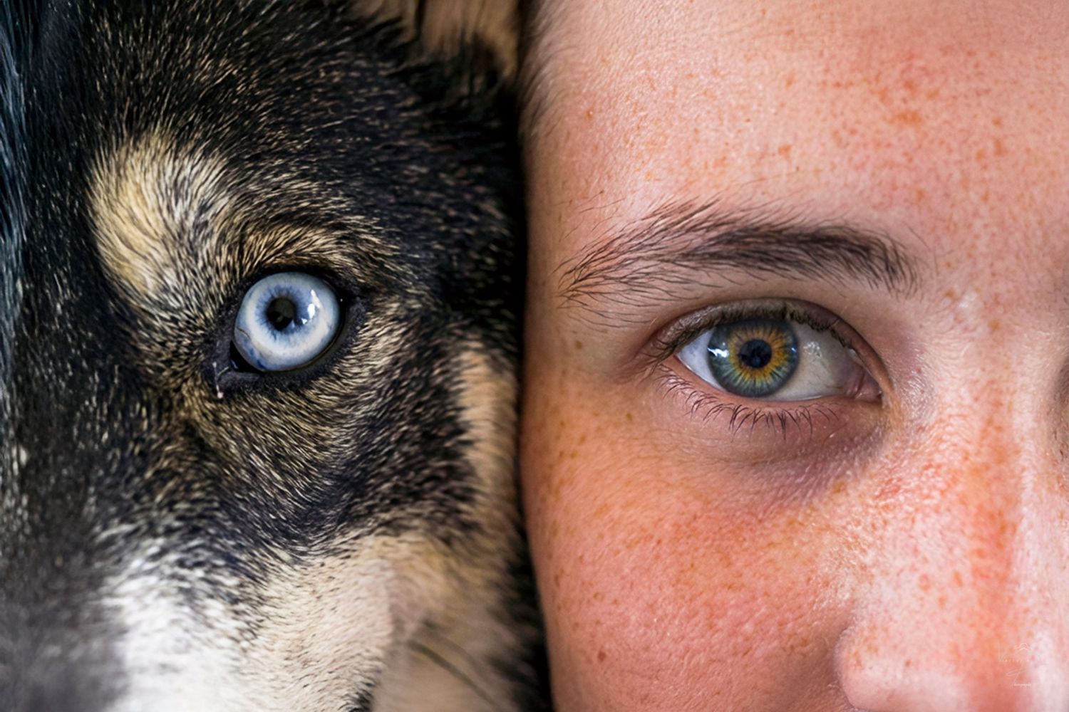 Close up comparison of human and animal eyes showing different colors and patterns.