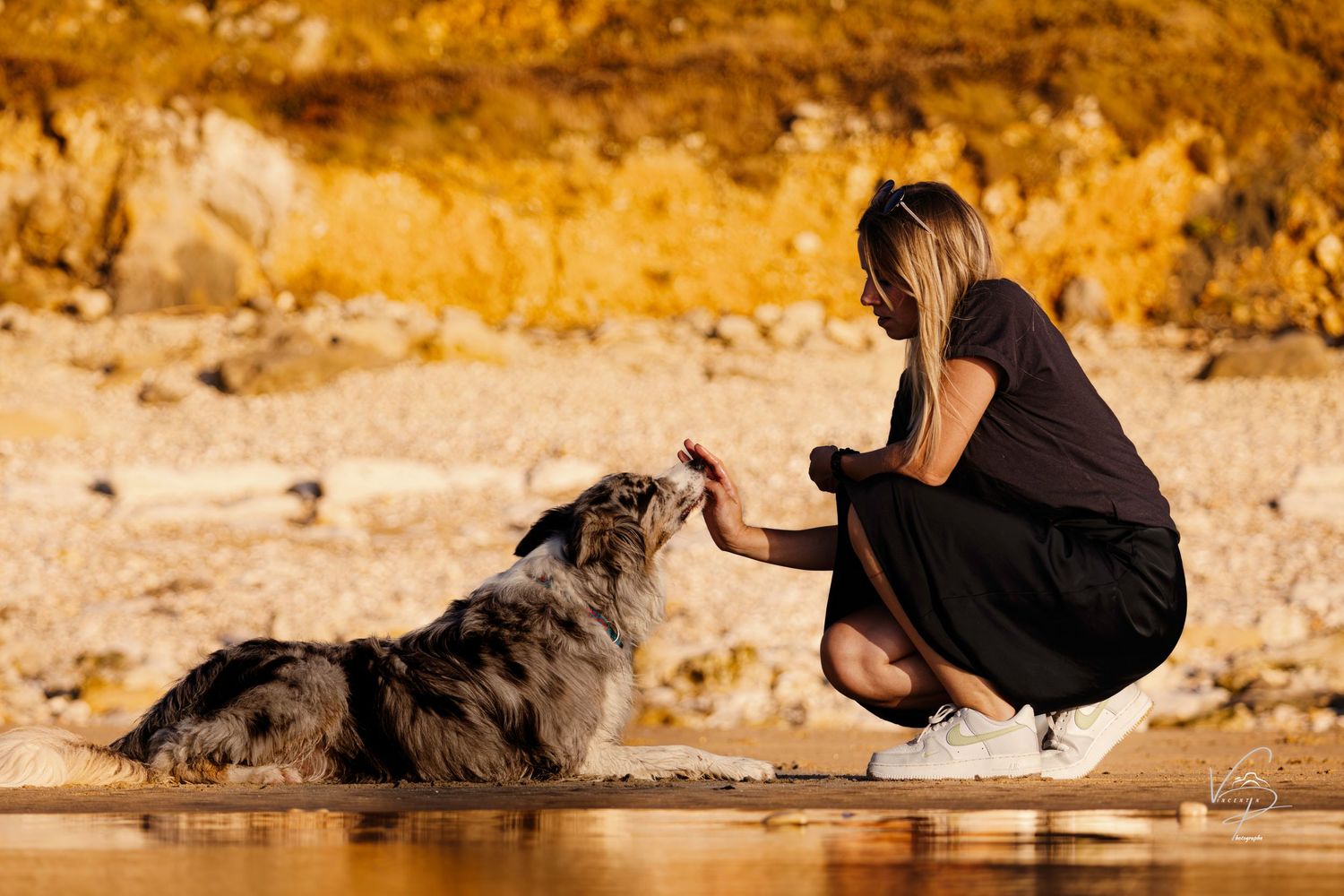 A dog lies relaxing in a golden-lit outdoor setting with dramatic lighting and shadows.