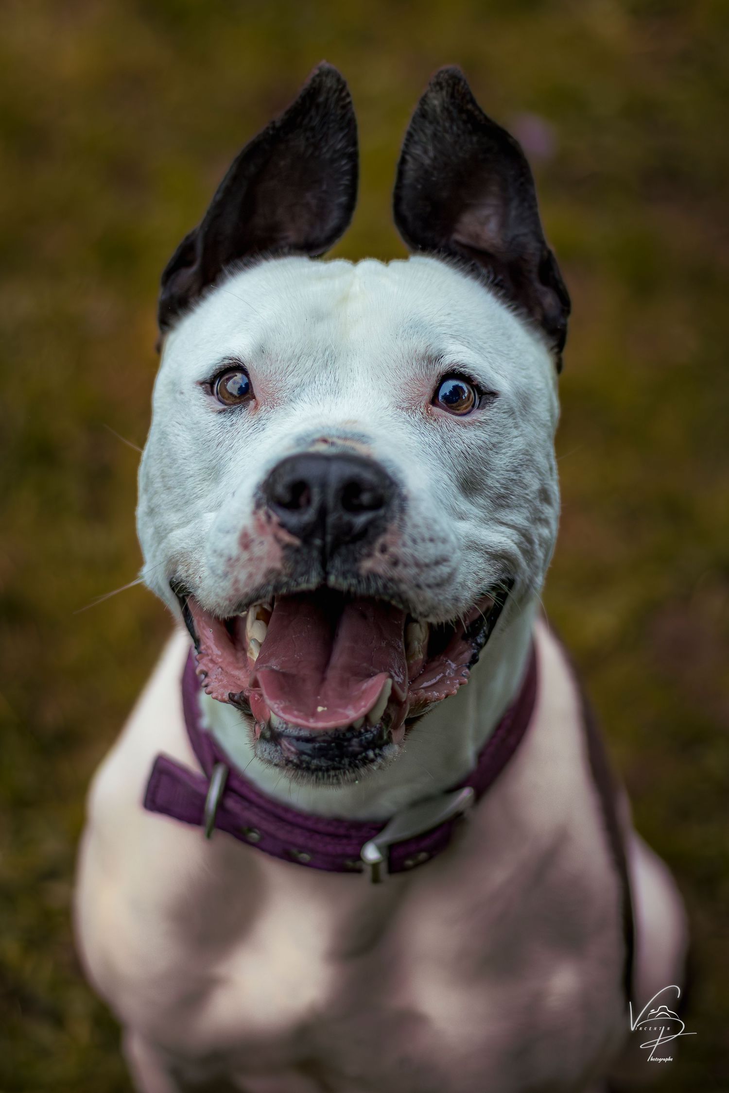 A black and white pit bull smiles broadly at the camera showing a happy, friendly expression.