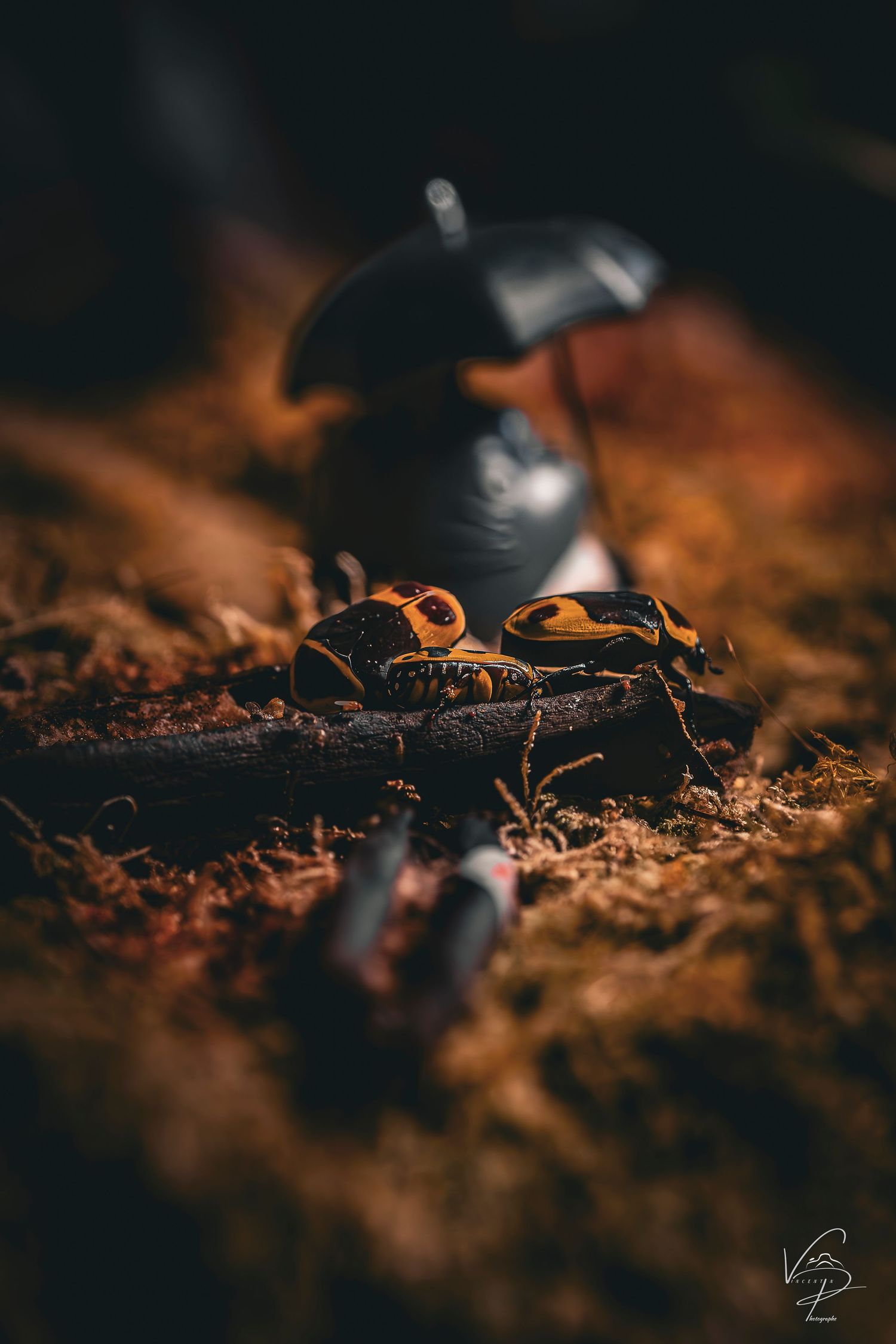 Macro photography of small objects on dark textured soil with warm lighting.