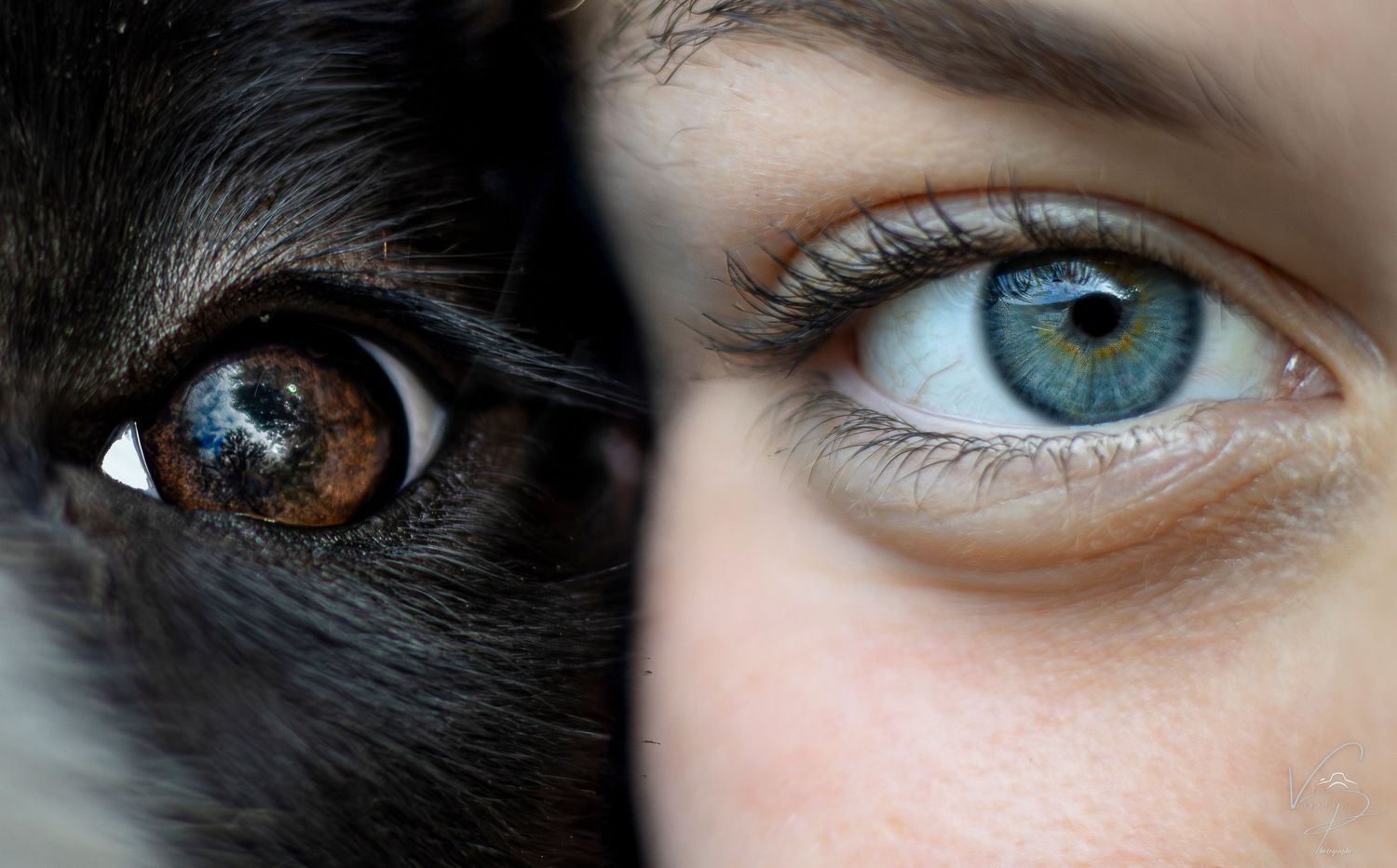 Artistic series of human and animal eye close-ups with contrasting colors and textures.