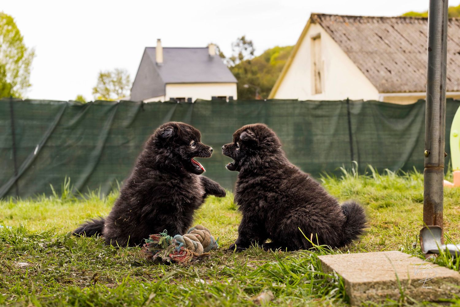 Two black Newfoundland puppies sitting together on grass with a green fence in the background.