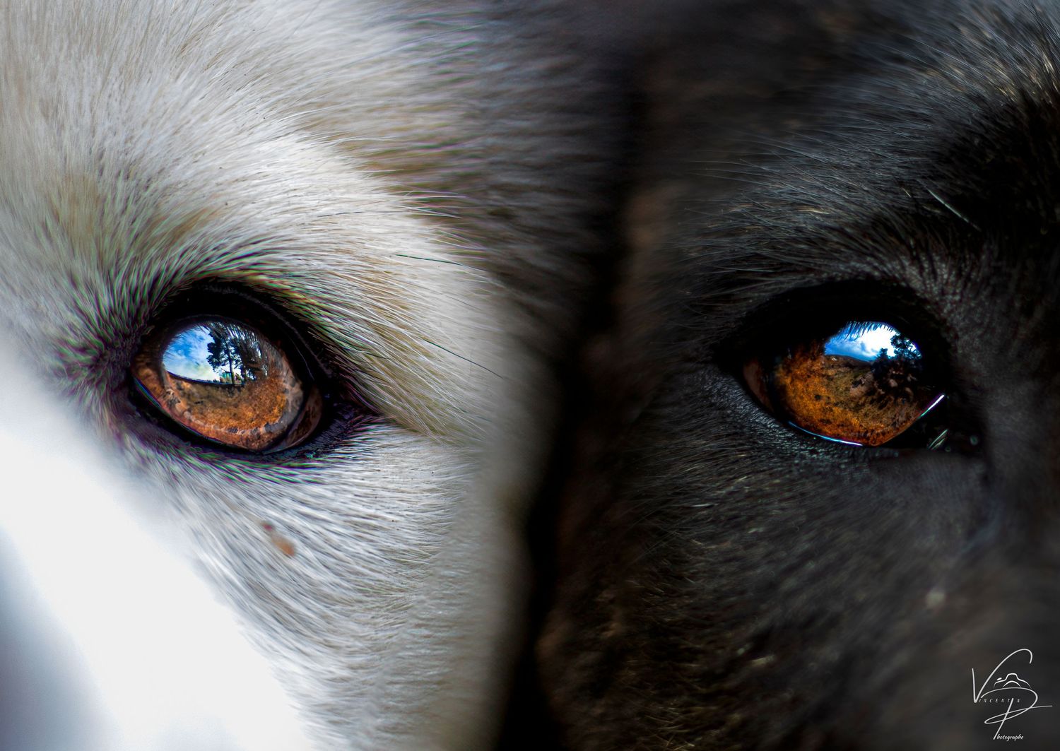 Close-up artistic shots of a dog's eyes showing striking blue and brown colors.