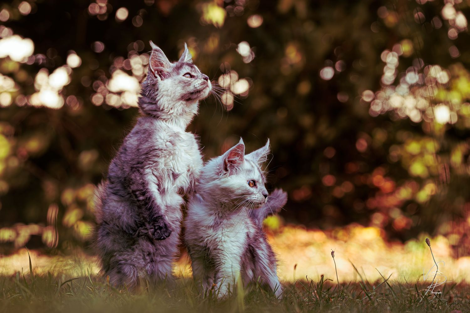 White kittens playing together in a garden with bokeh lighting effects in the background.