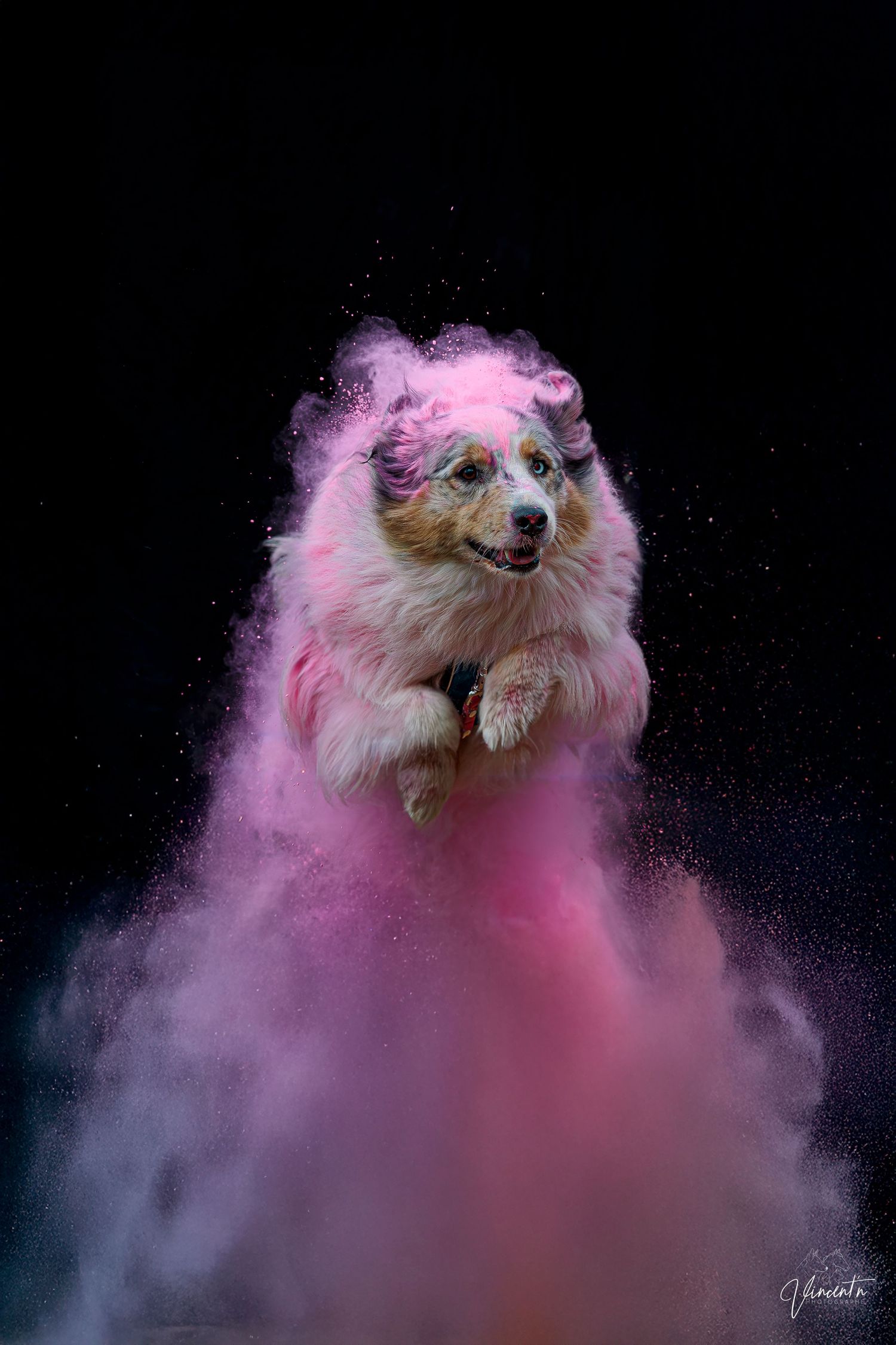 Fluffy dog jumping through pink powder cloud against black background.