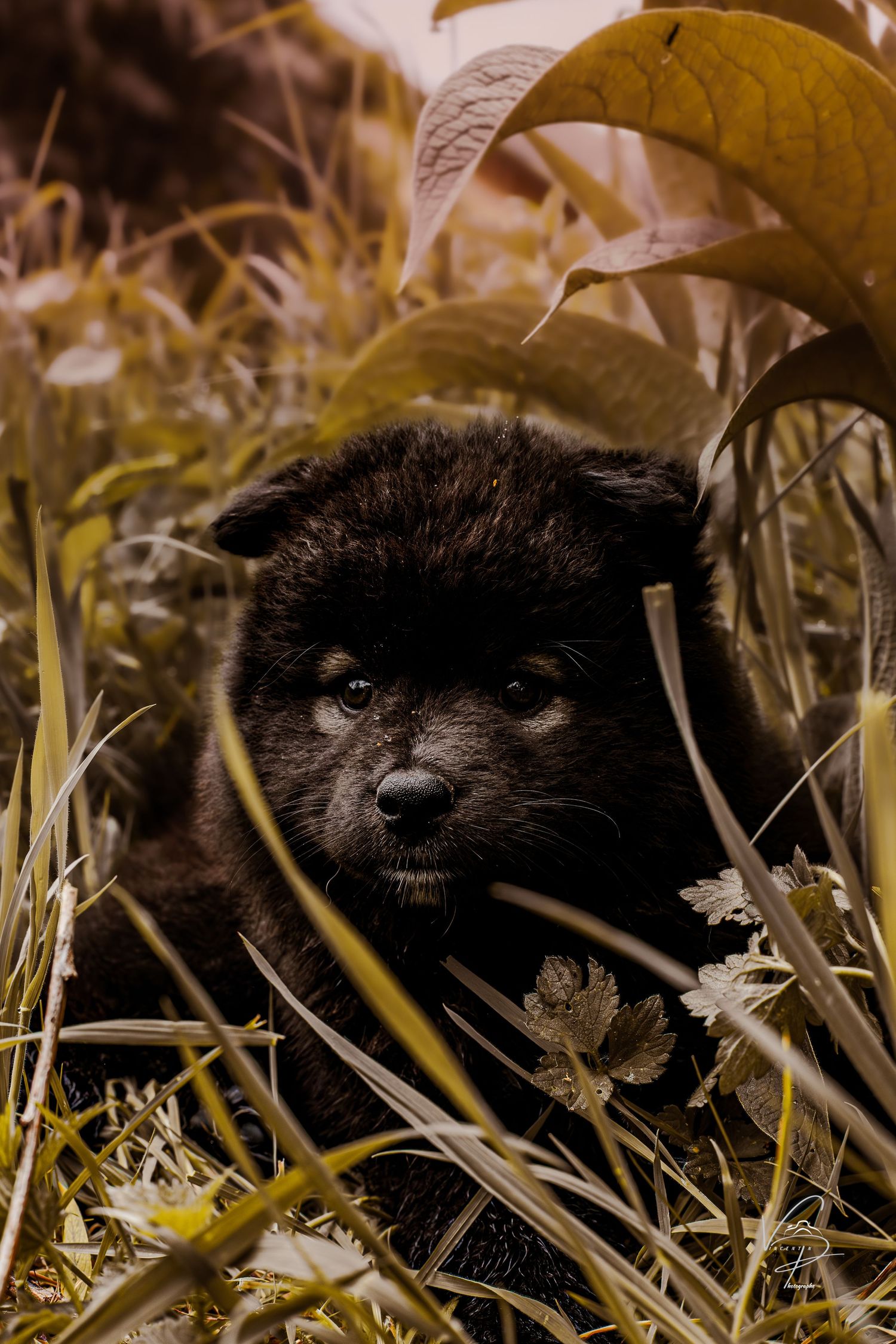 Close-up of black puppy hiding in tall golden grass.