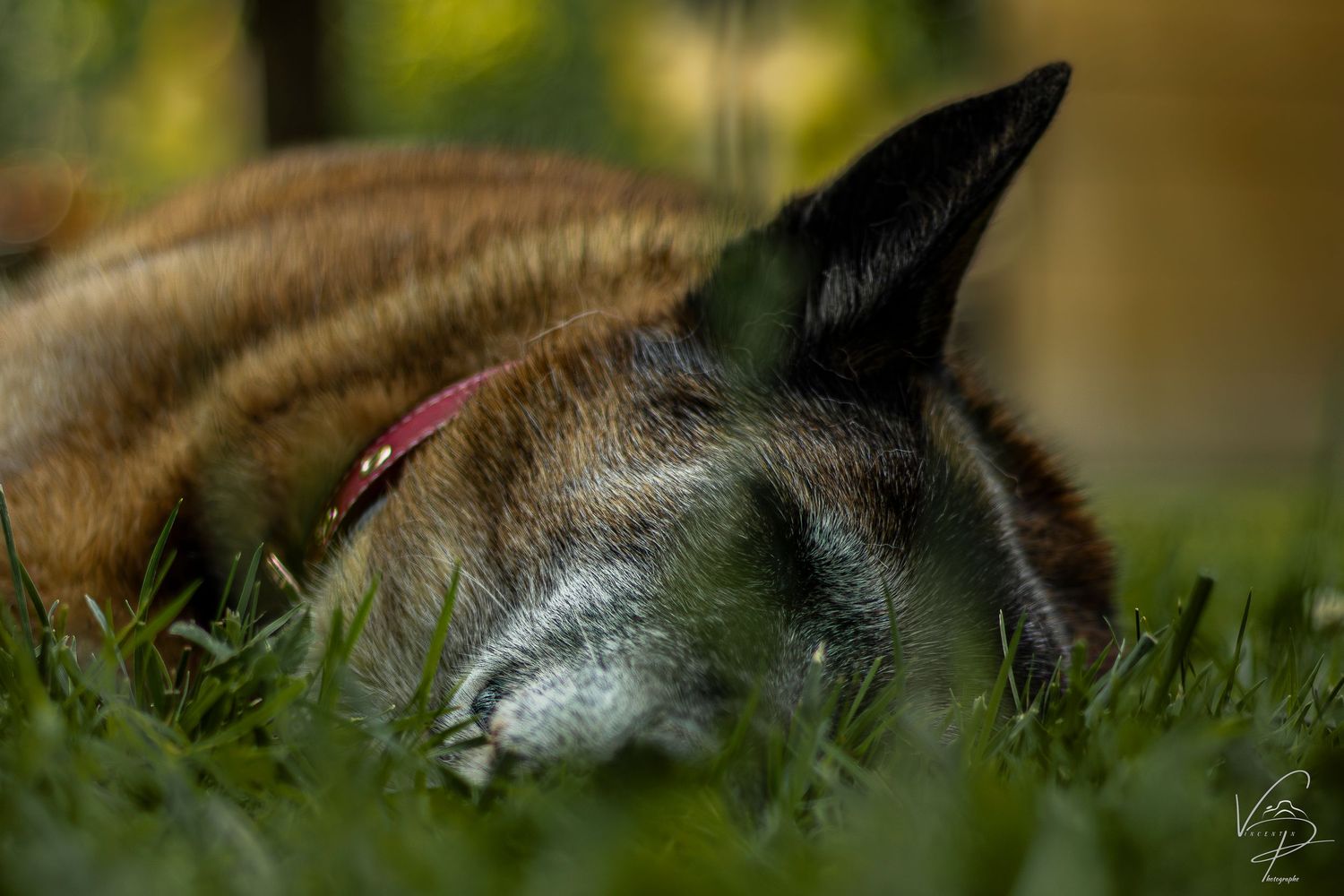 Dog lying in green grass with soft focus natural background.