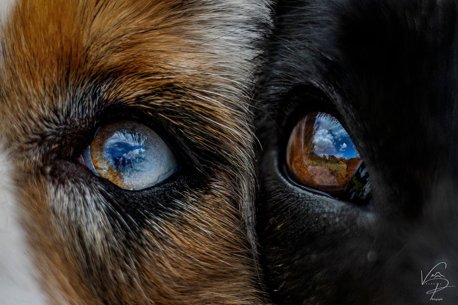 Collection of dog eyes showing varied brown and black fur patterns around them.