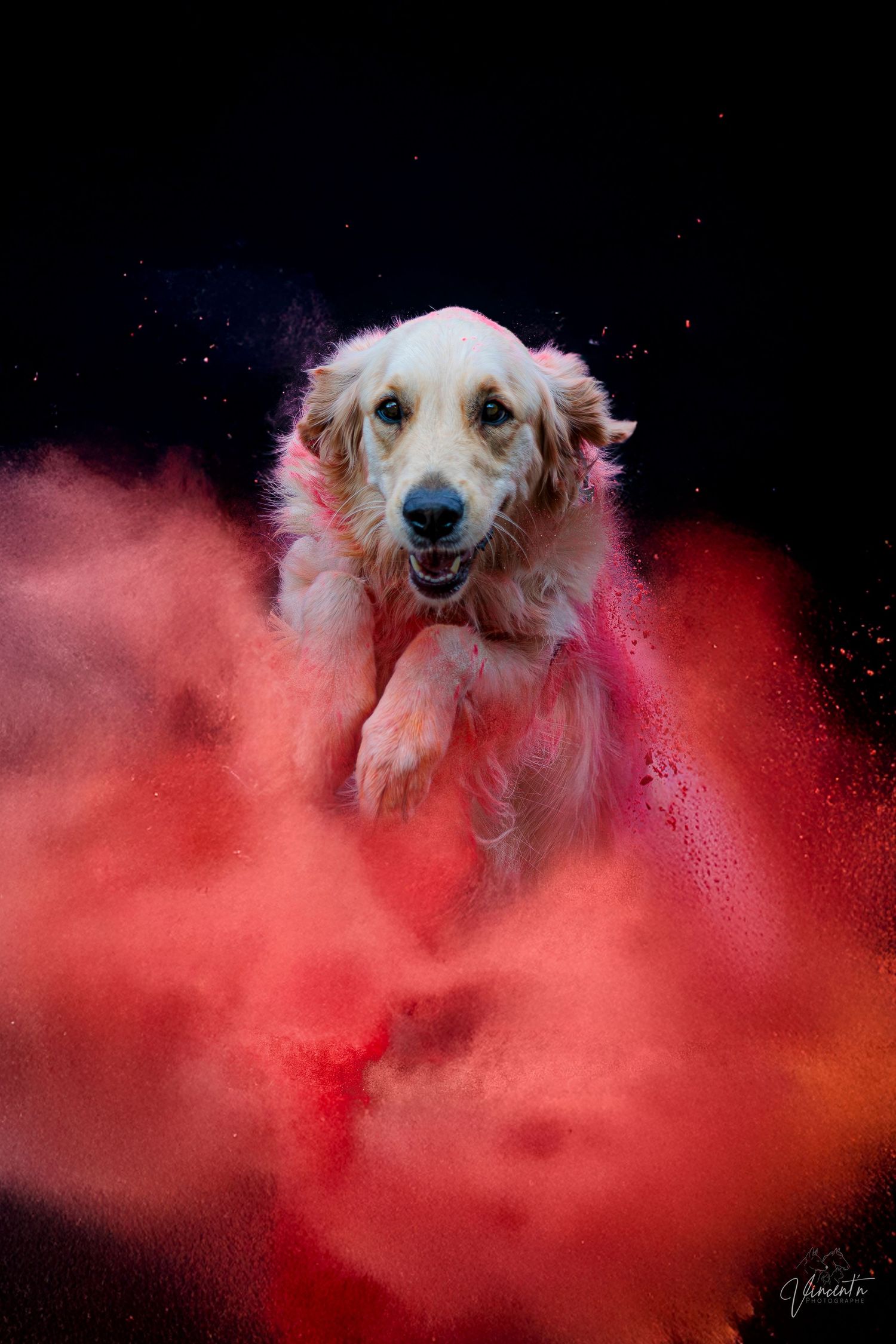 White dog photographed in sequence with vibrant red powder smoke effect on black background.