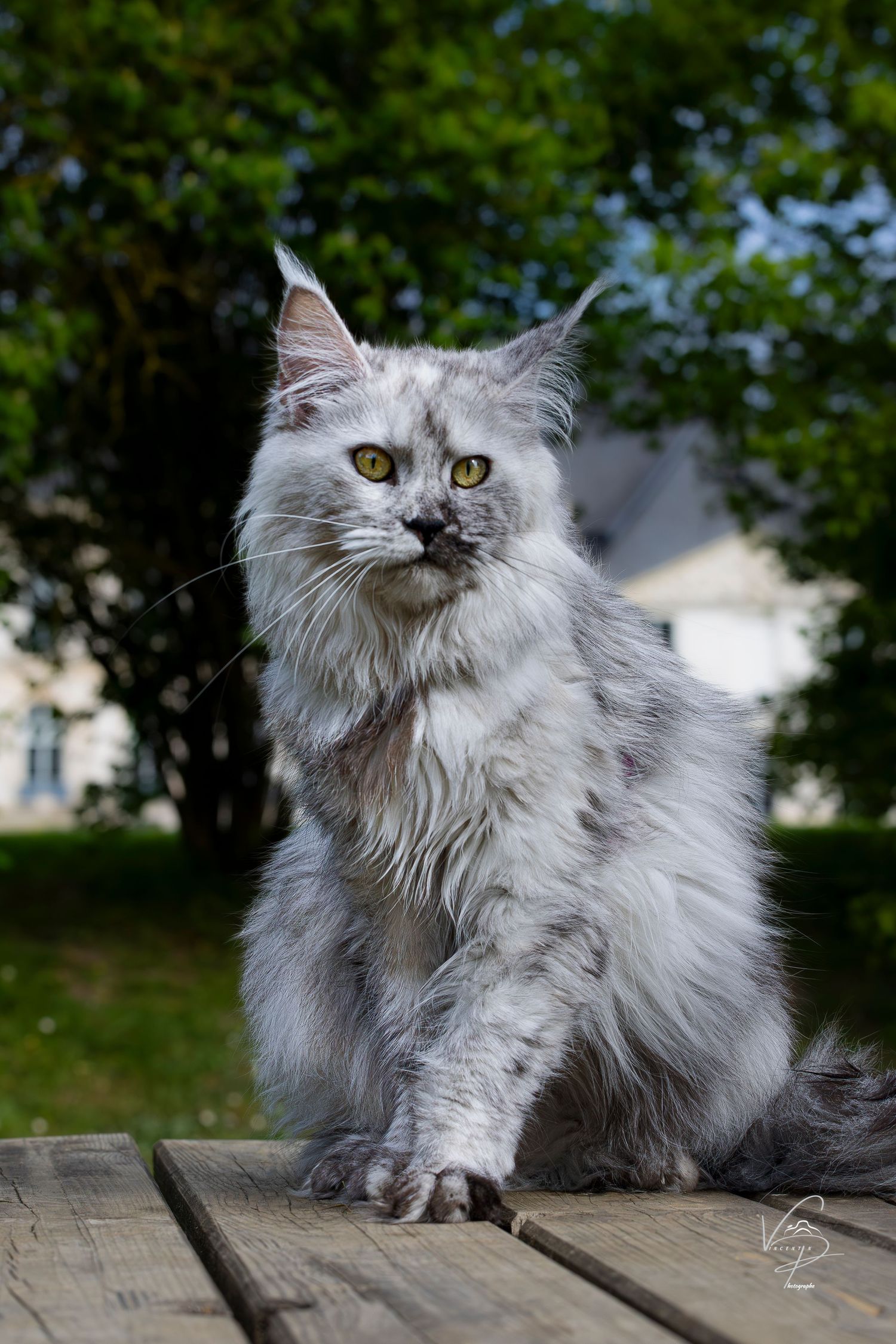 A fluffy white Persian cat with grey markings sits outdoors on a wooden surface while looking into the distance.