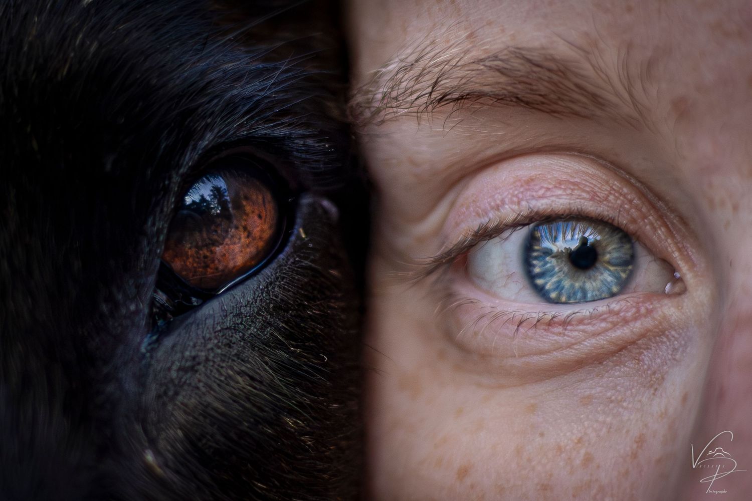 Row of close-up eye photographs showing different colored irises and eyelashes.