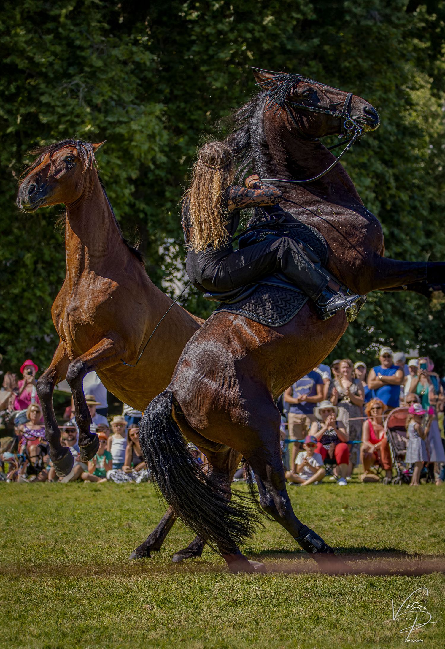 Friesian horses performing synchronized movements on grass during show.