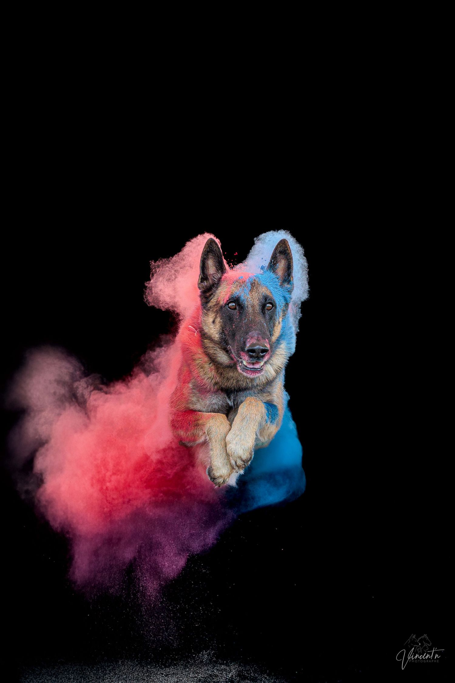 German Shepherd dog portraits with dramatic red and blue smoke effects on black background.