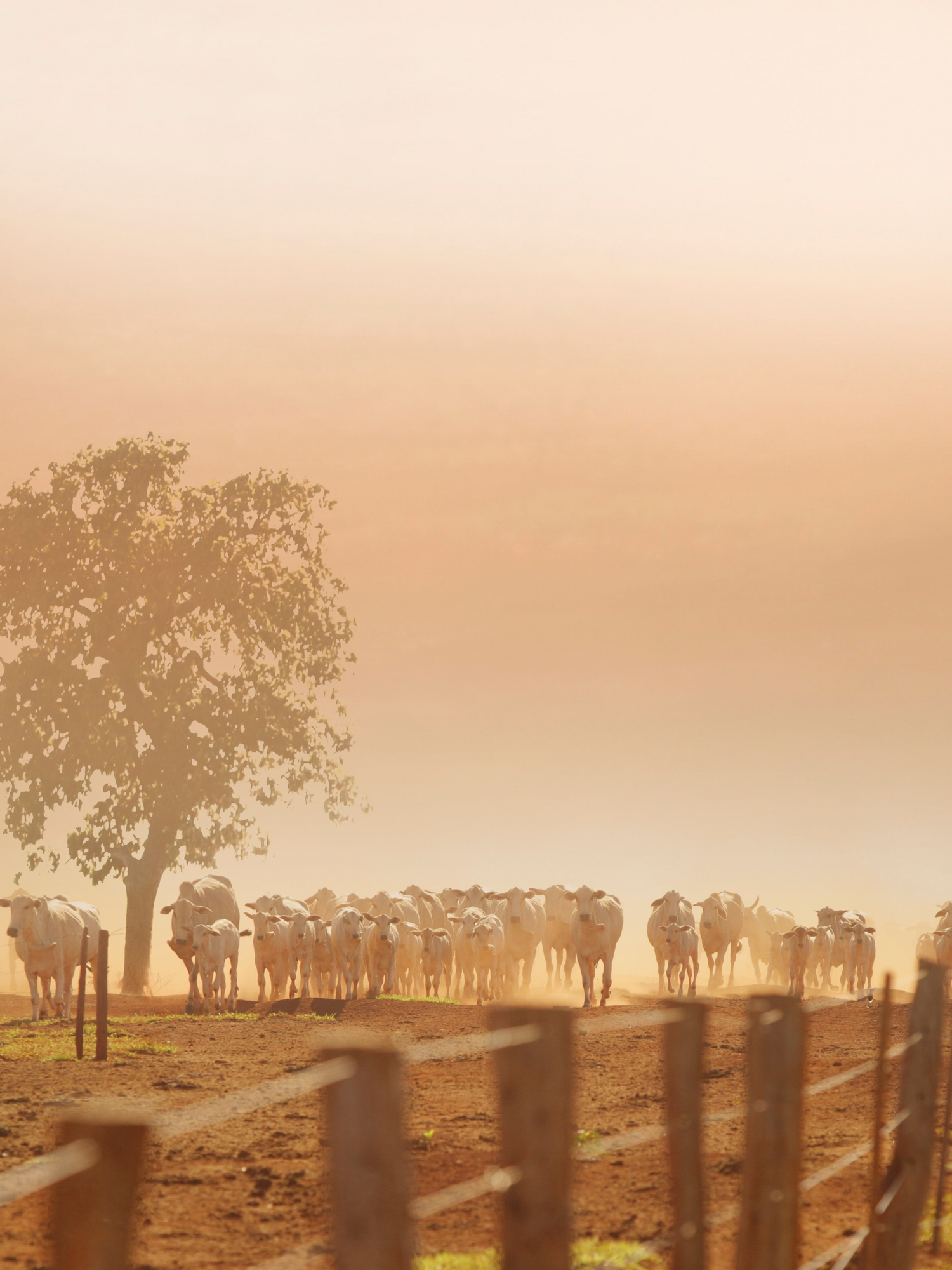 Silhouetted cattle herd and trees against a dusty orange sunset creating a dramatic outback landscape.