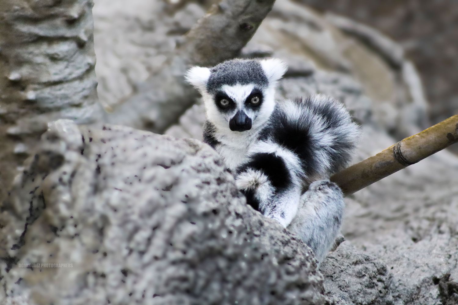 A ring-tailed lemur with distinctive black and white markings perches on a branch against a rocky background.
