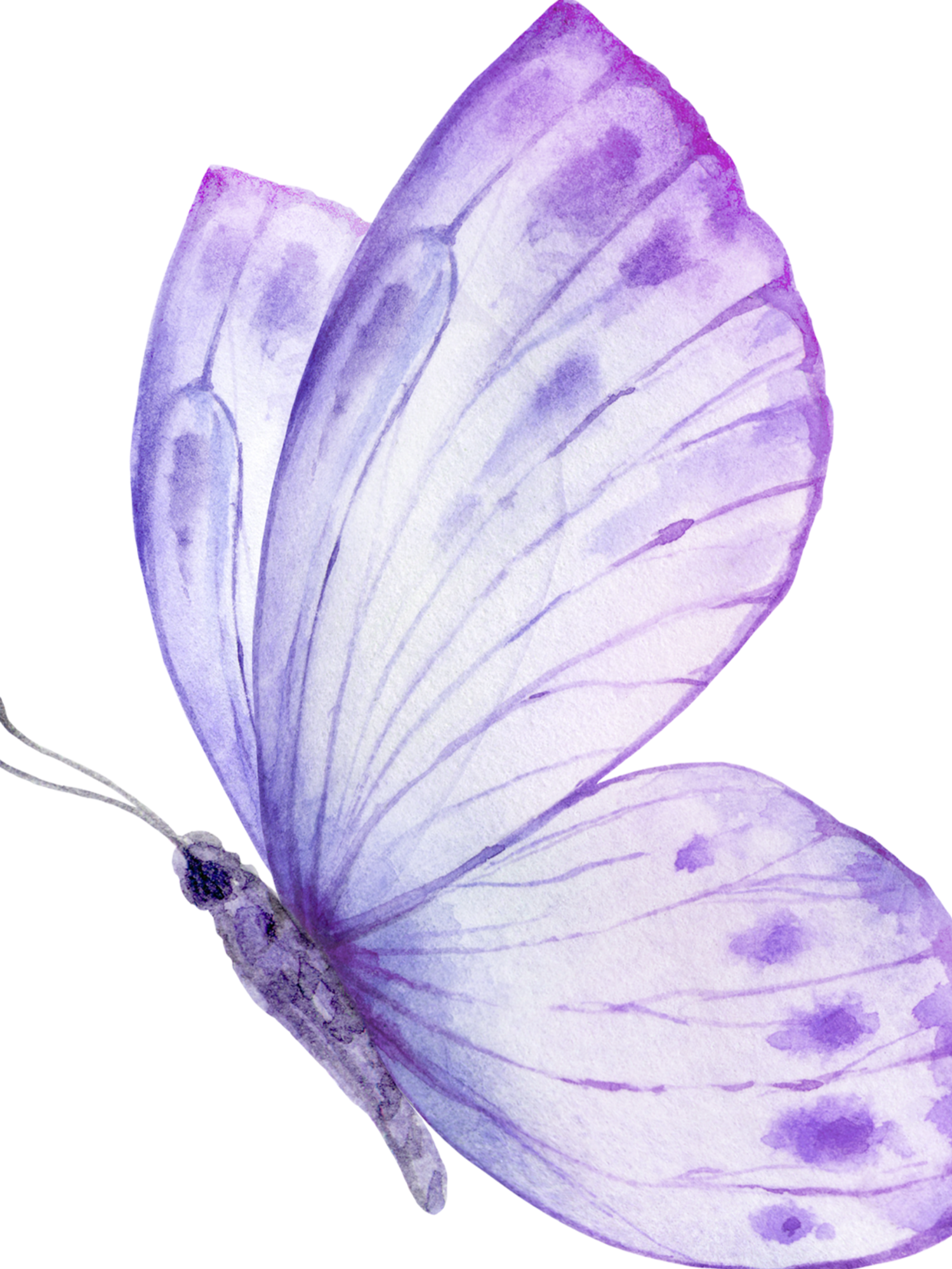 Delicate purple butterfly wings arranged in a graceful row showing gradient transparency and detailed vein patterns.