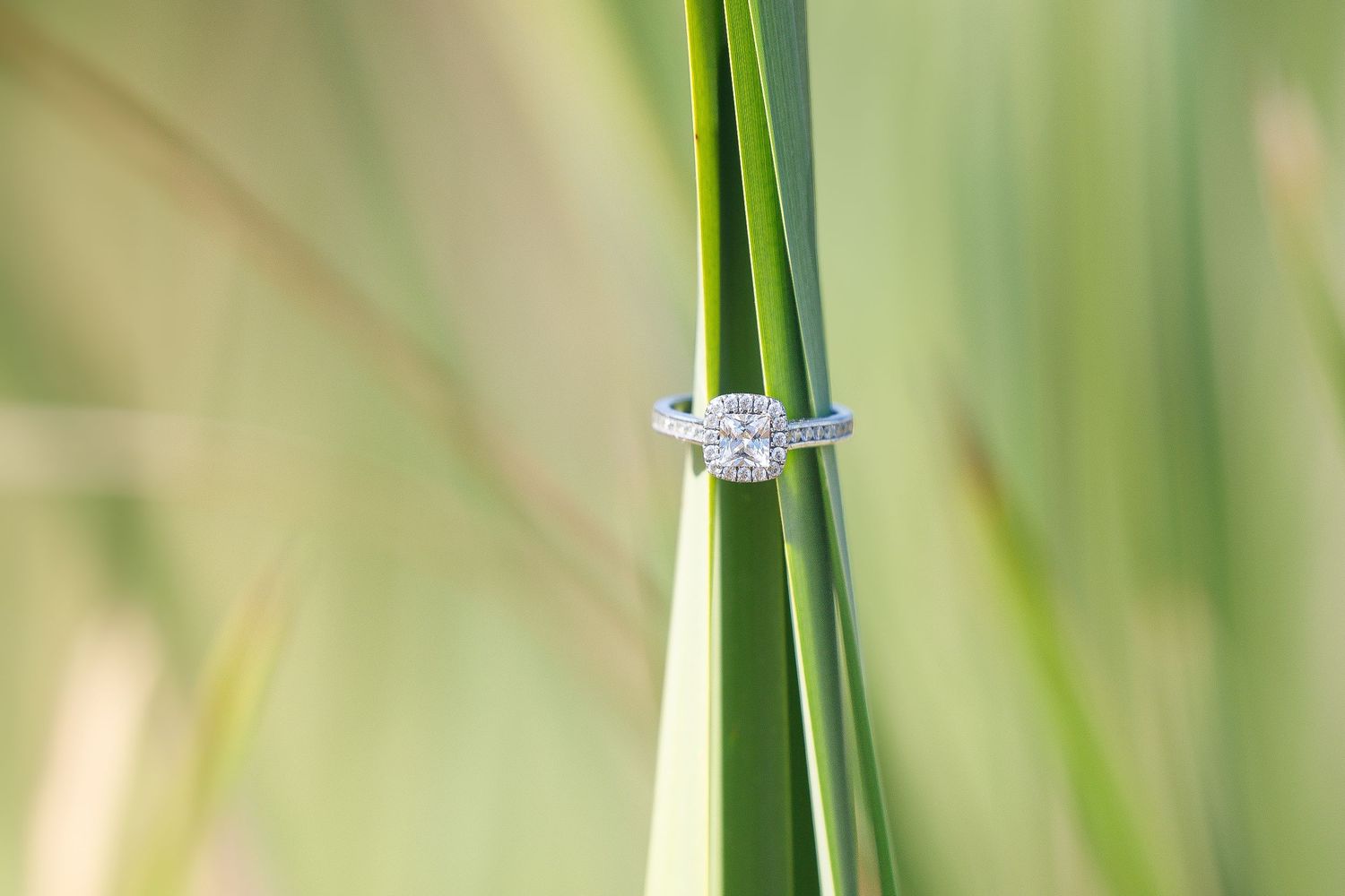 Diamond engagement ring displayed on a green plant stem with soft bokeh background.