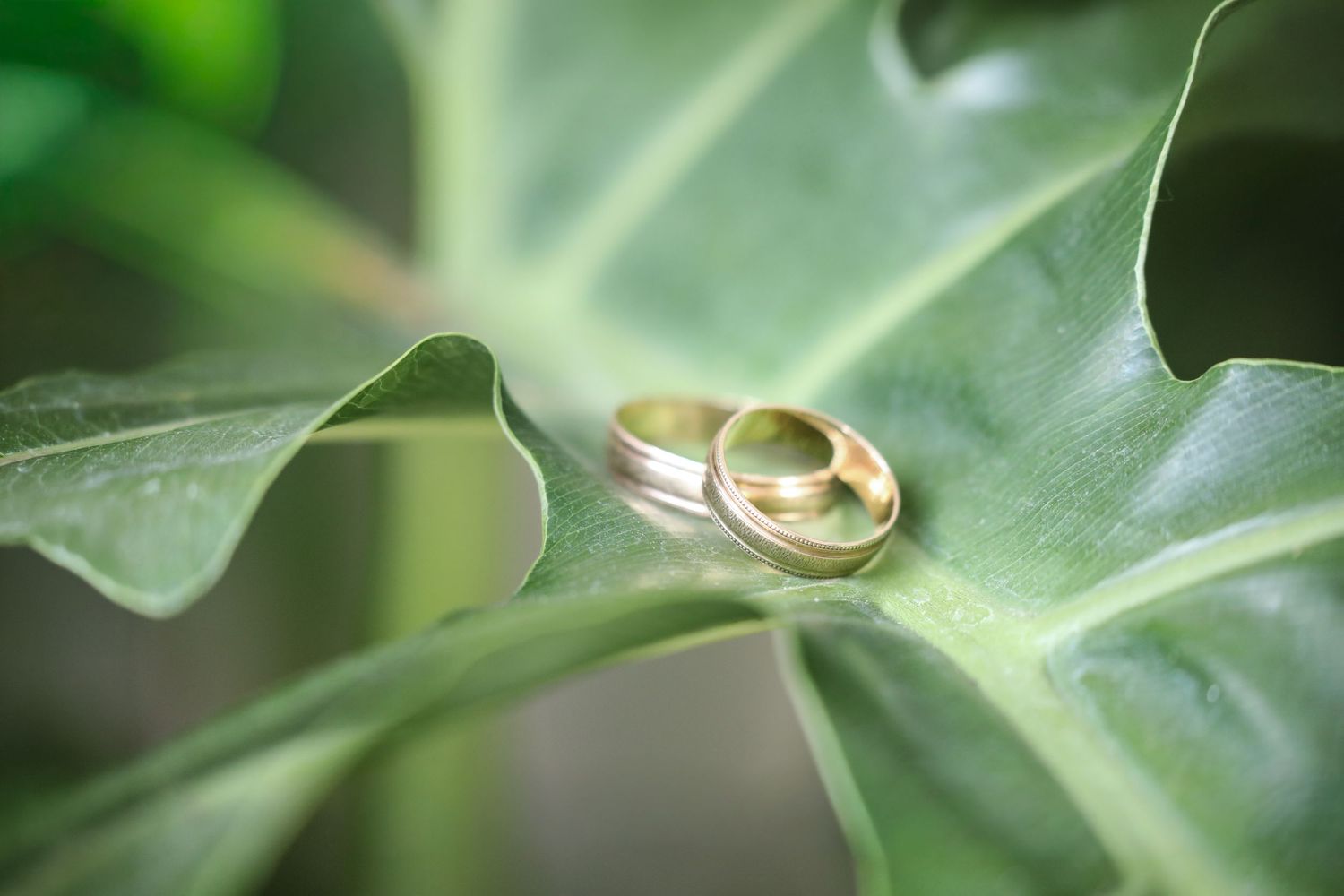 Two gold wedding rings resting on a large green tropical leaf, symbolizing love and commitment.