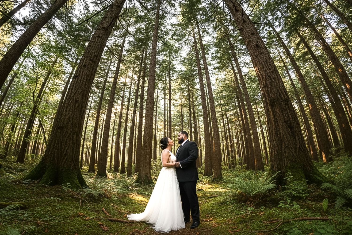 Romantic wedding photography session in a majestic forest of tall evergreen trees with golden sunlight streaming through.