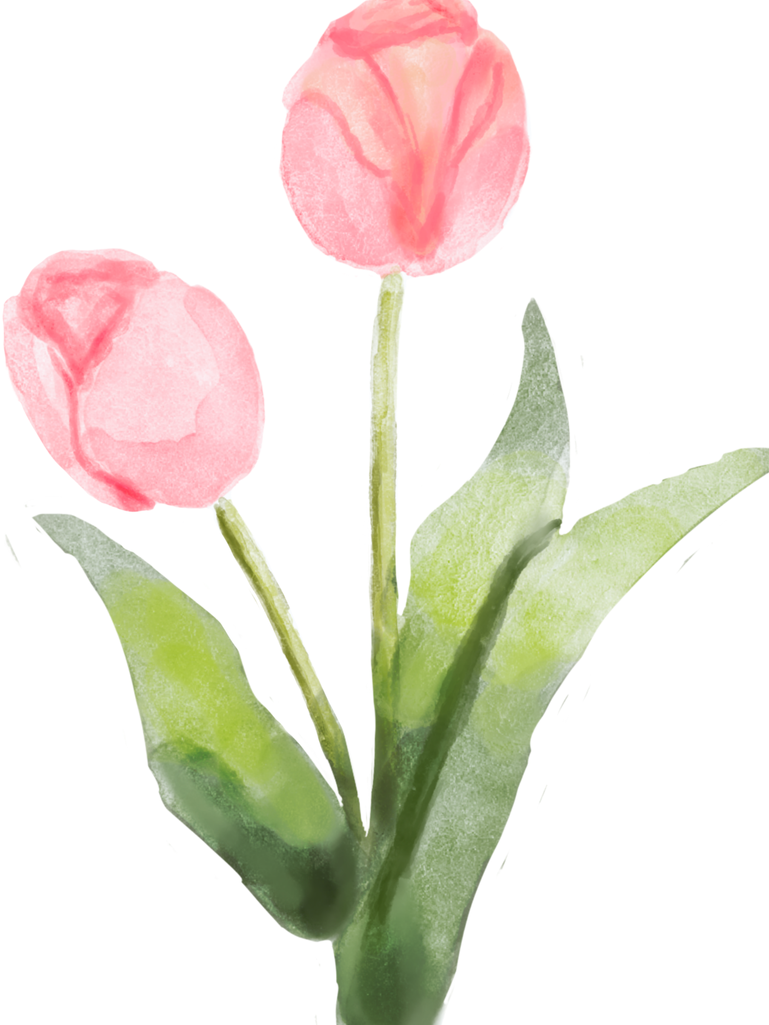 Delicate watercolor illustration of pink tulips with green stems and leaves against a white background.
