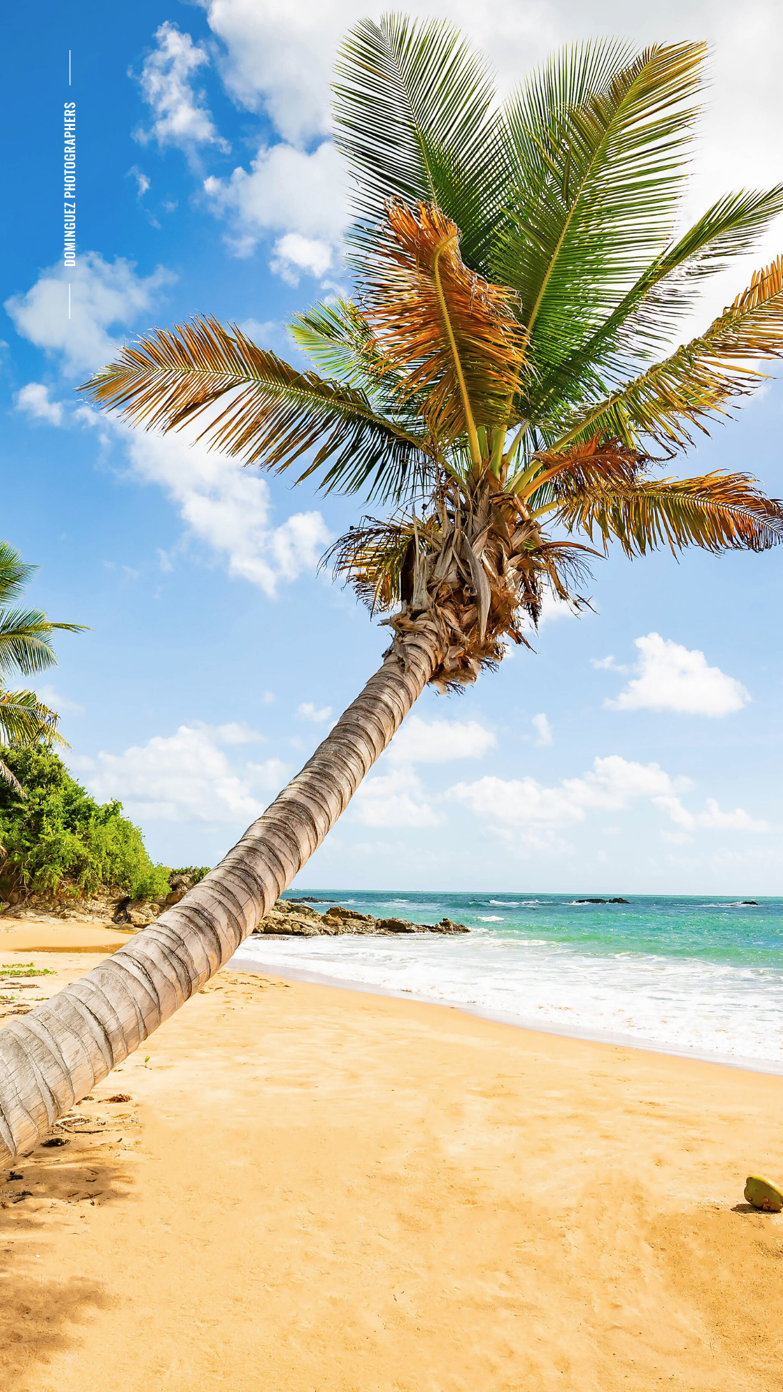 A leaning palm tree stretches over golden sand on a tropical beach with turquoise waters and blue sky in Hawaii.